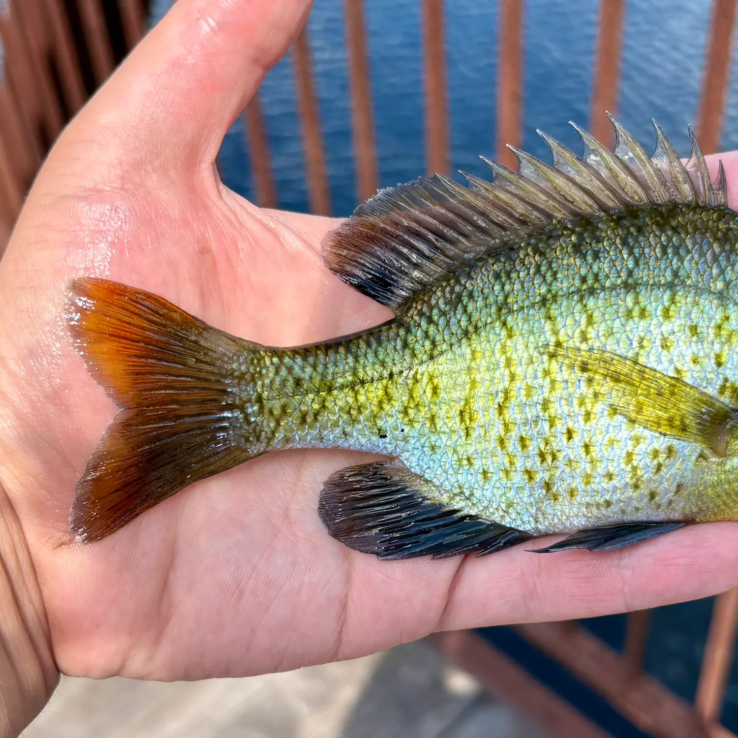 Coppernose bluegill caught on Fishbrain