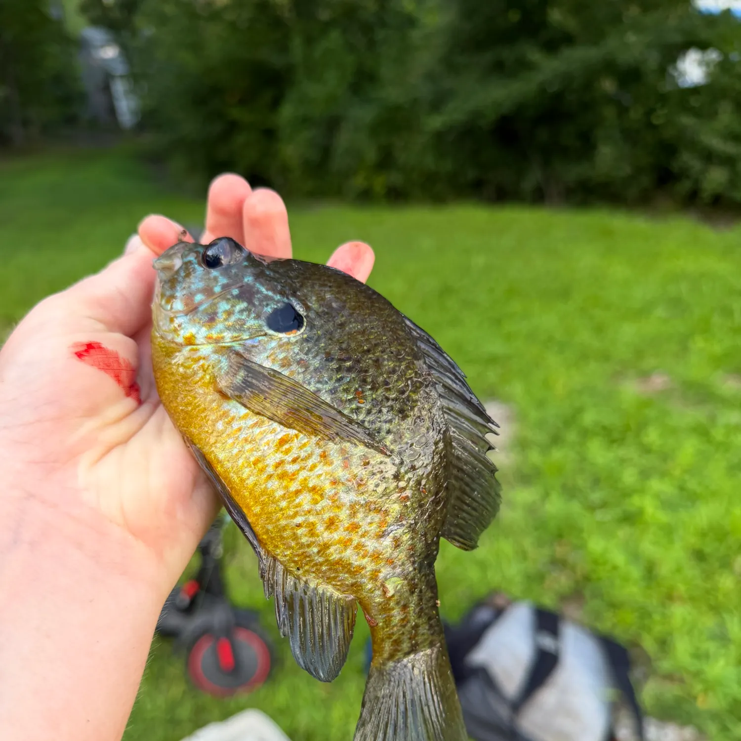 Pumpkinseed caught on Fishbrain