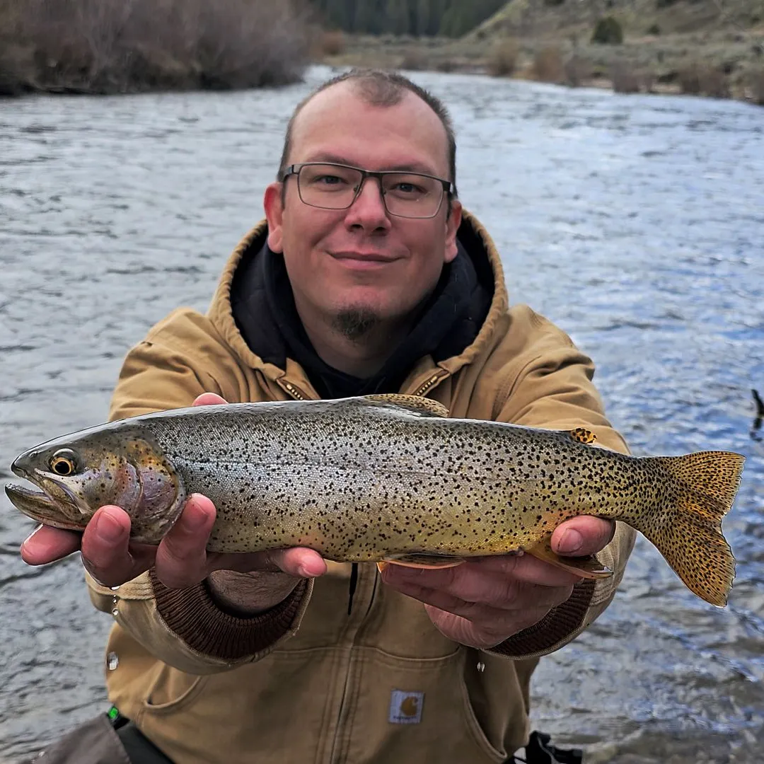 The most recent Snake River fine-spotted cutthroat trout catches on Fishbrain