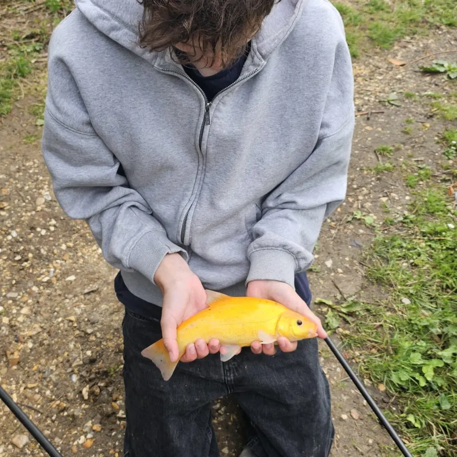 The most recent Golden tench catches on Fishbrain