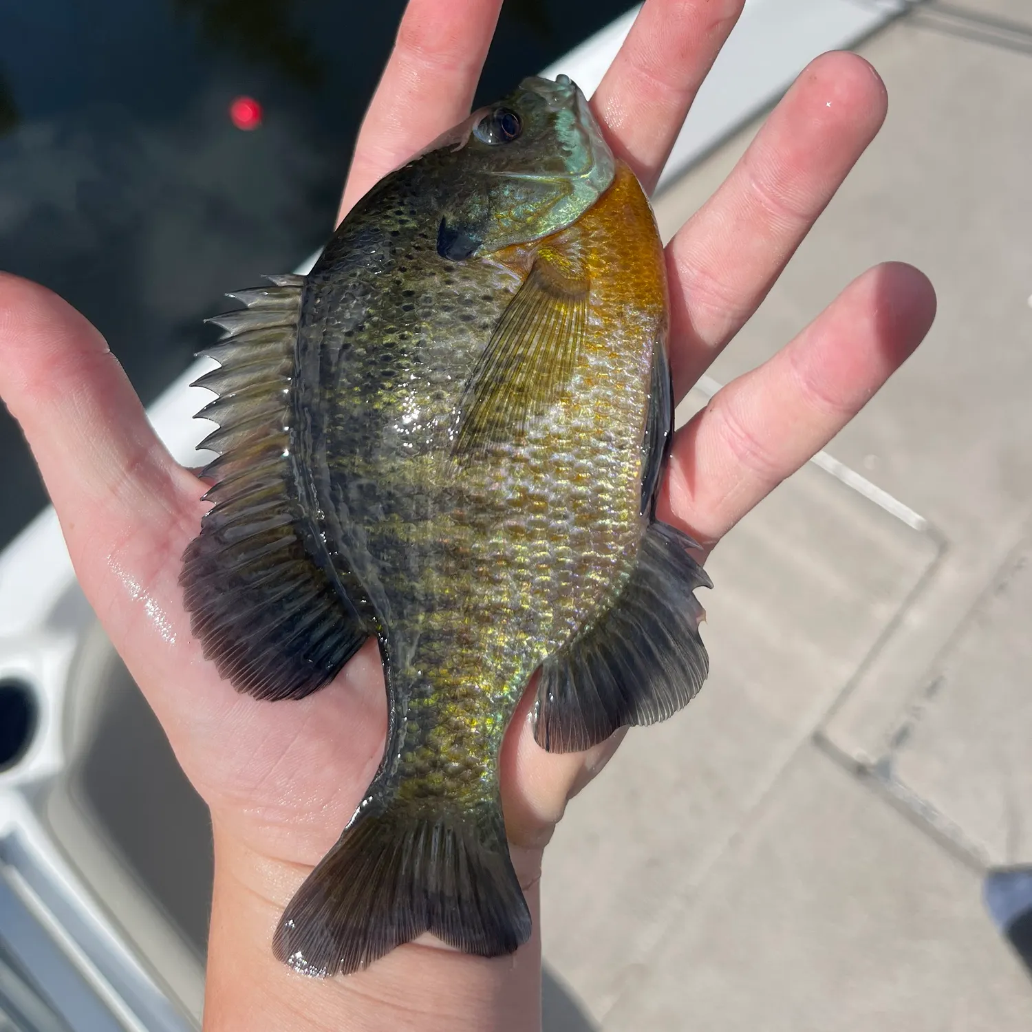 The most recent Bluegill catches on Fishbrain