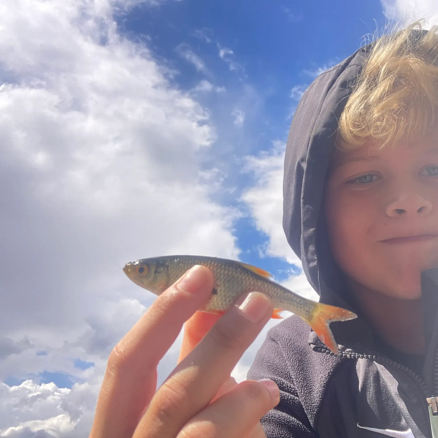 Common rudd caught on Fishbrain