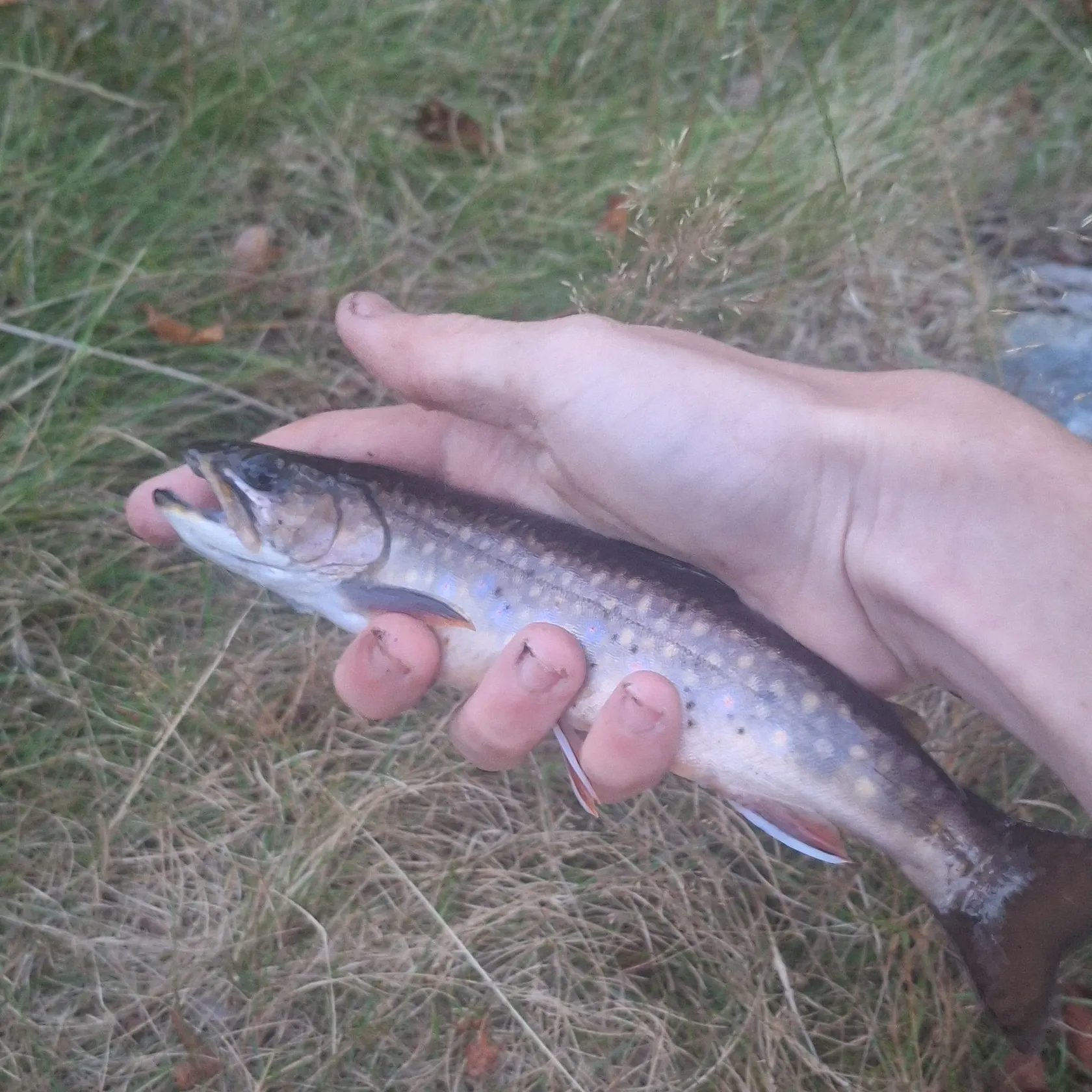 Brook trout caught on Fishbrain