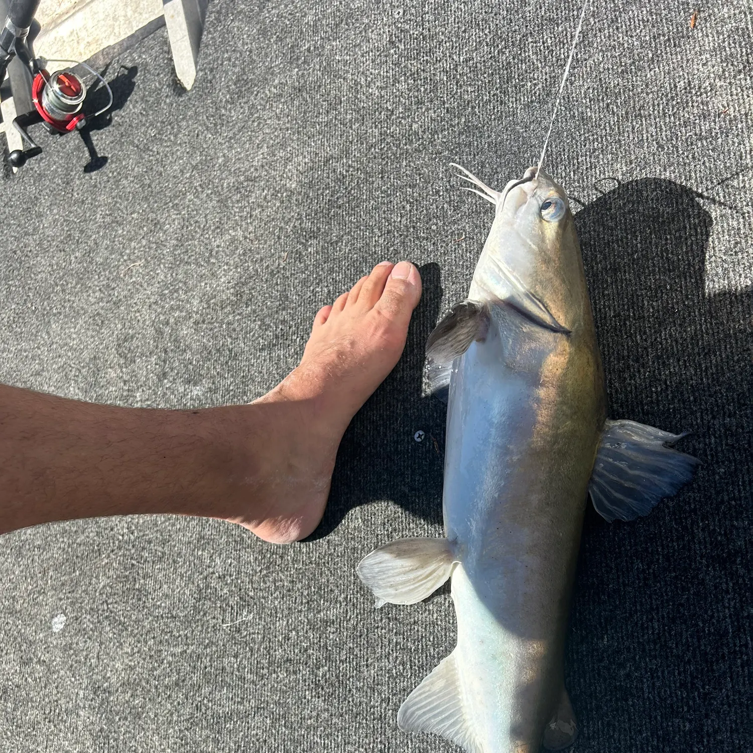 The most recent Blue salmon catfish catches on Fishbrain