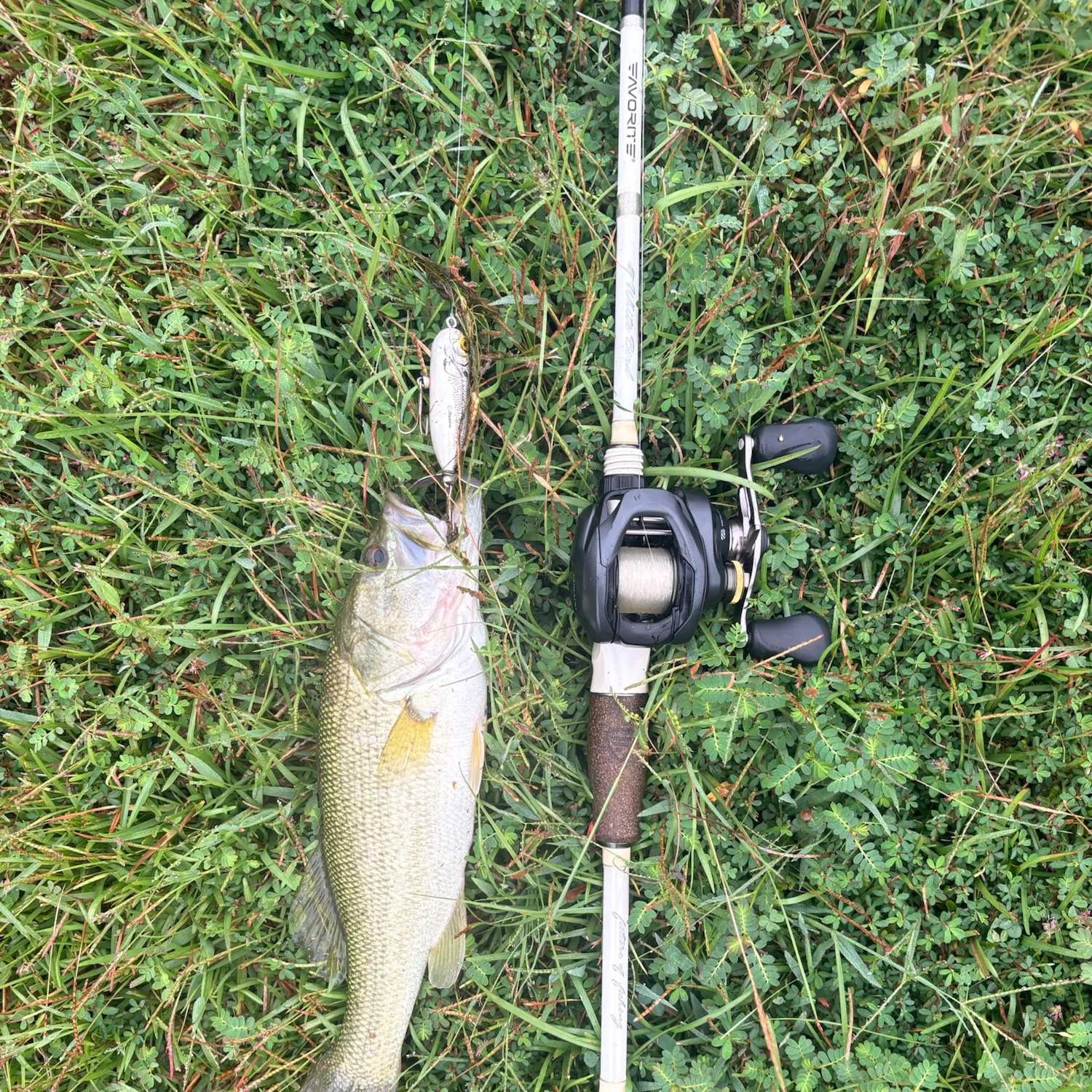 Largemouth bass caught on Fishbrain