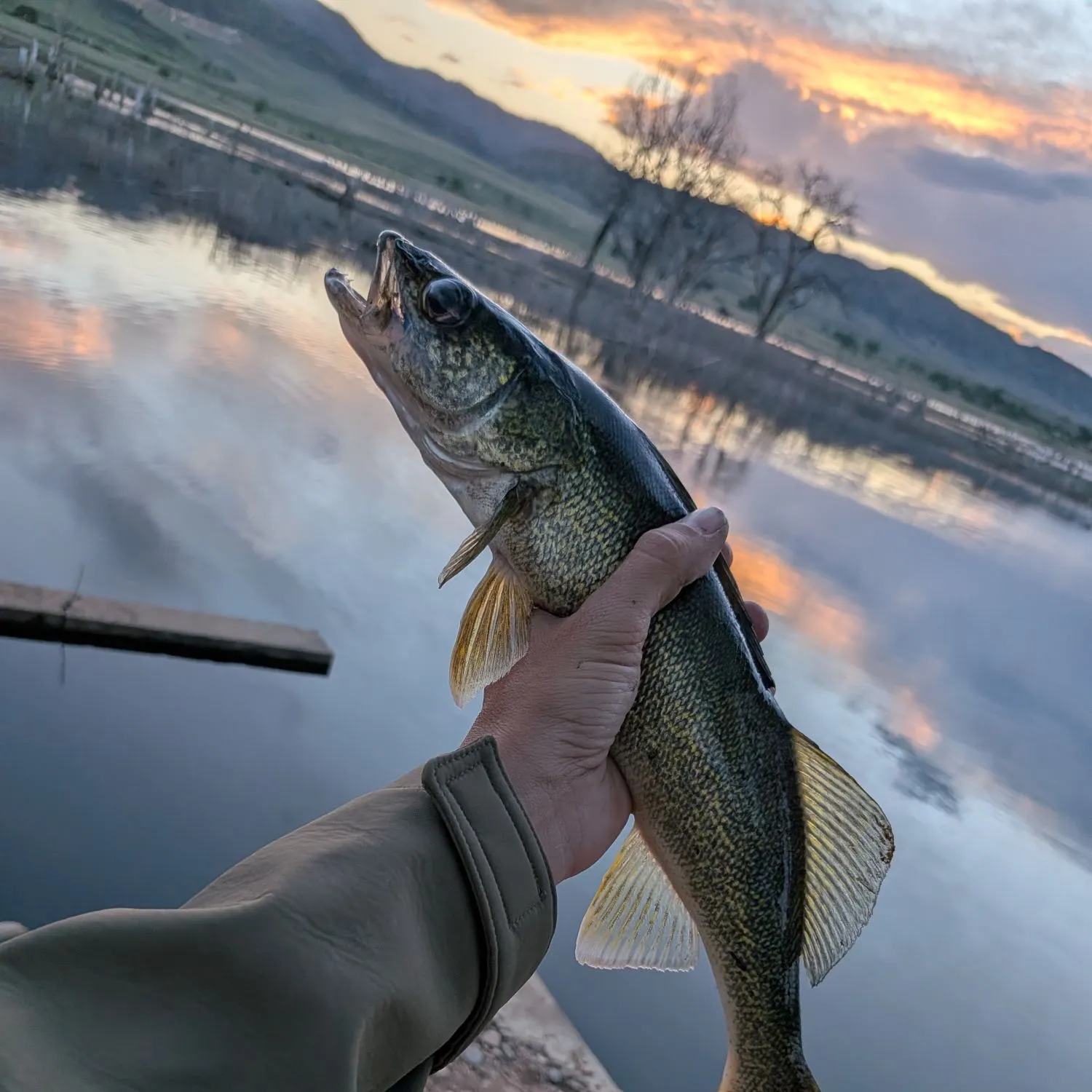 The most recent Sauger catches on Fishbrain