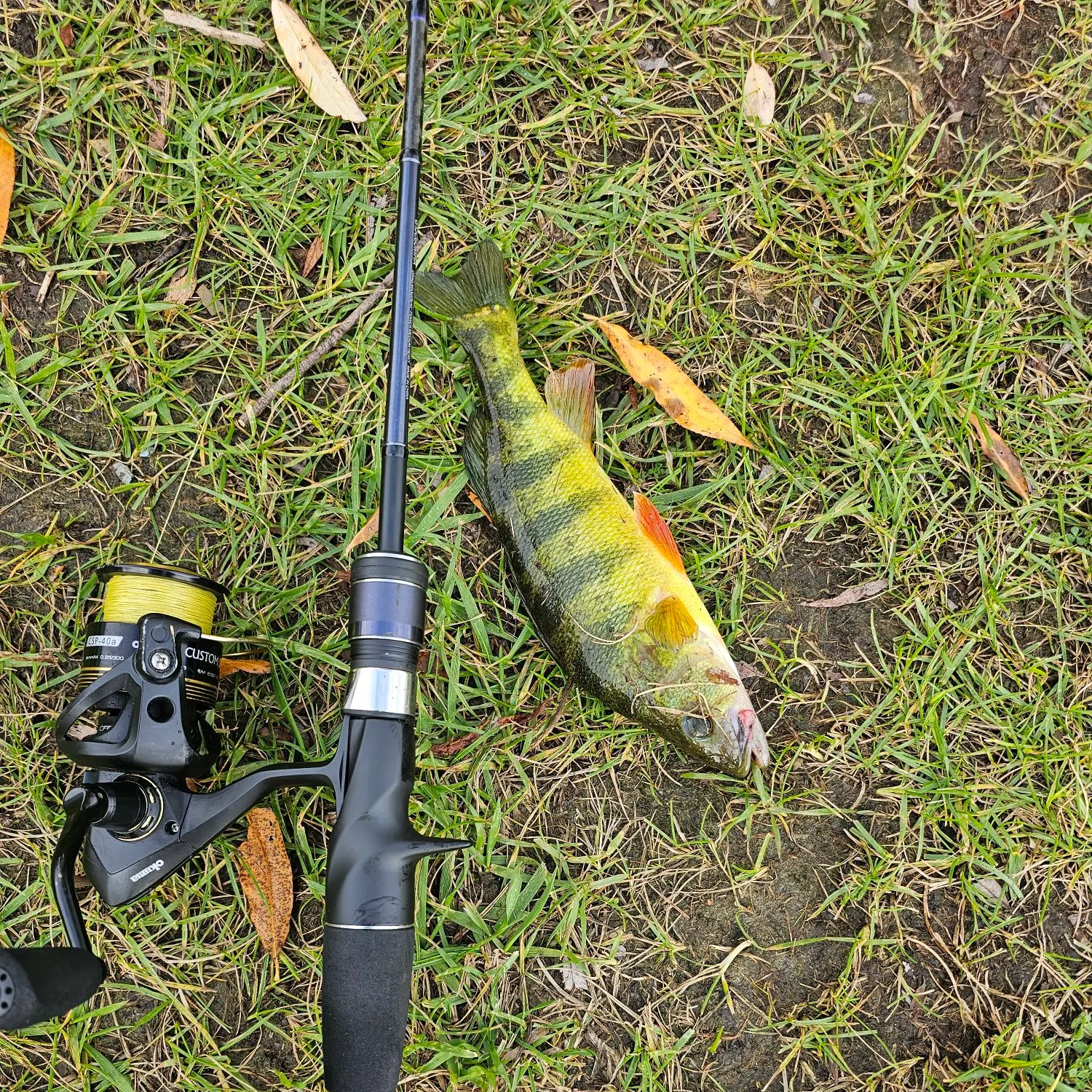 Yellow perch caught on Fishbrain
