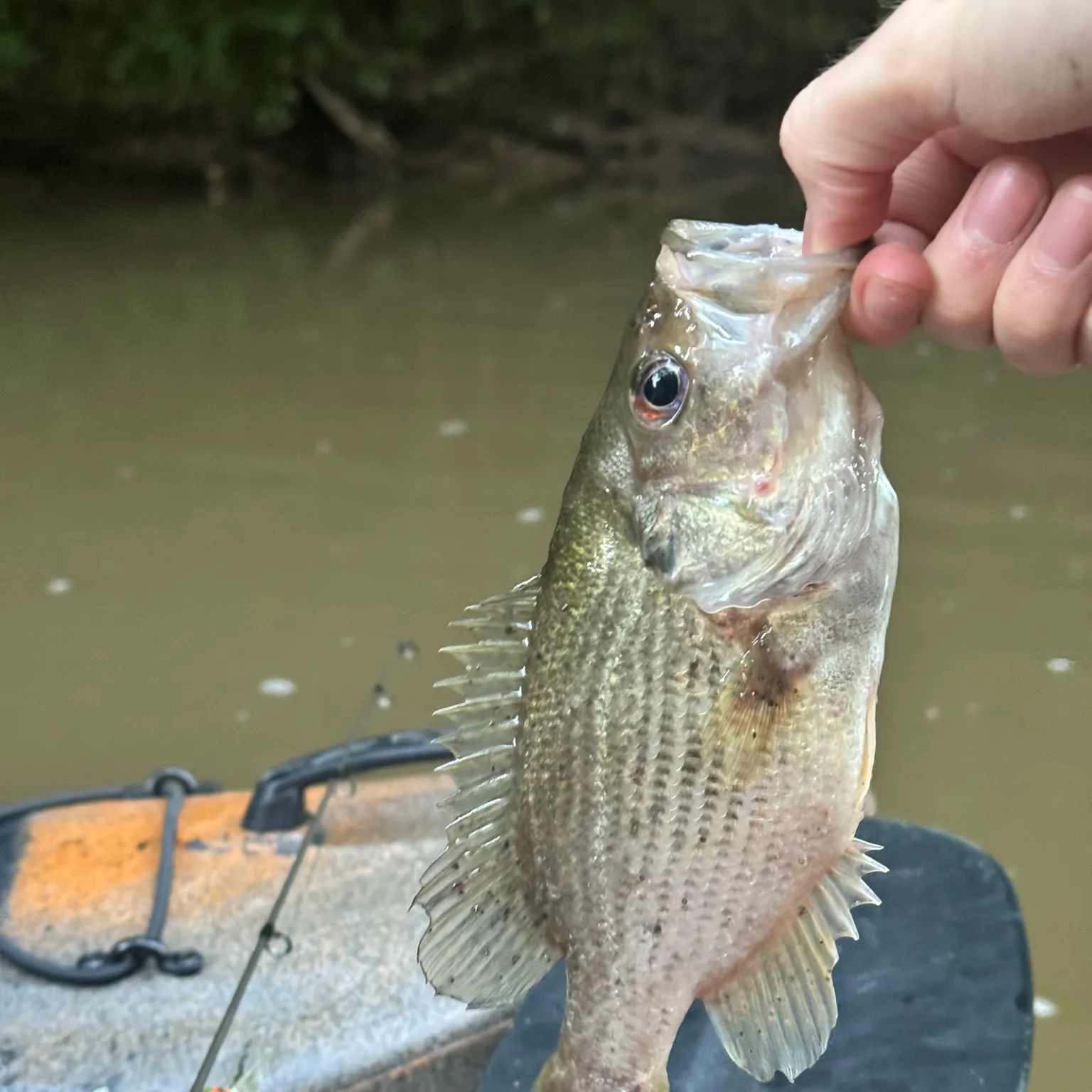 The most recent Roanoke bass catches on Fishbrain