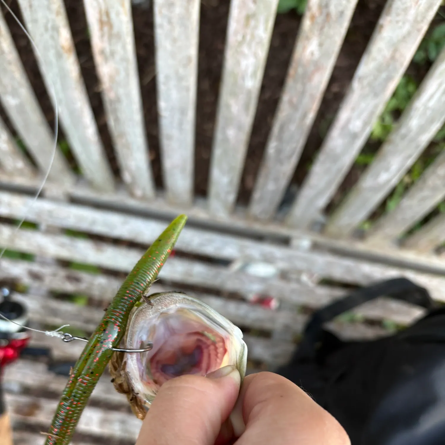 Fish caught on Fishbrain