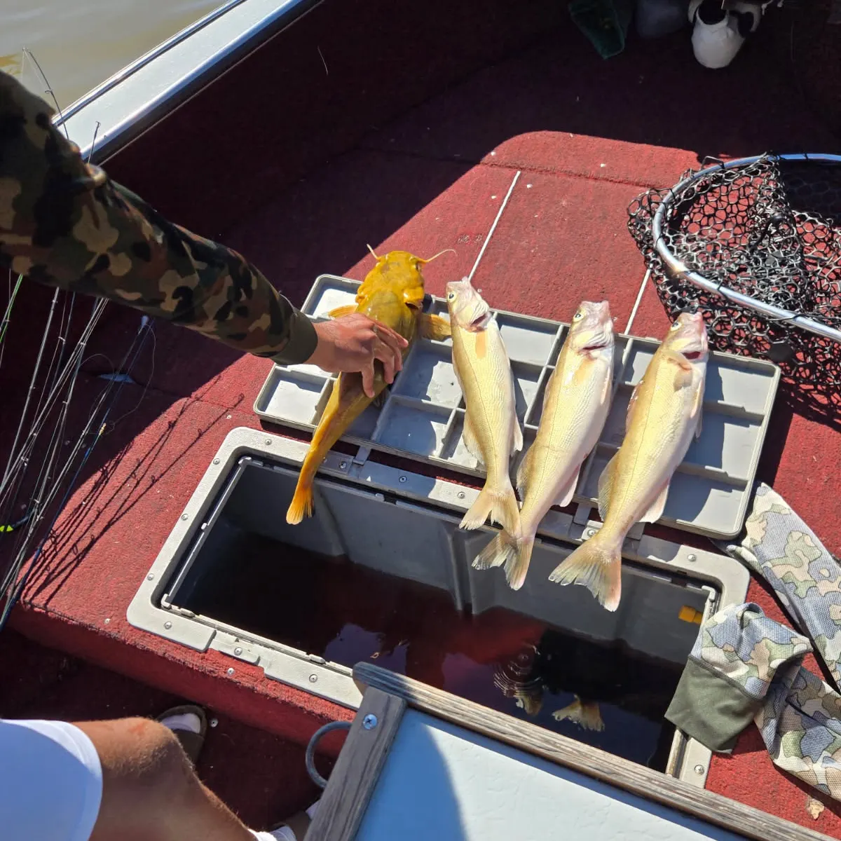 recently logged catches