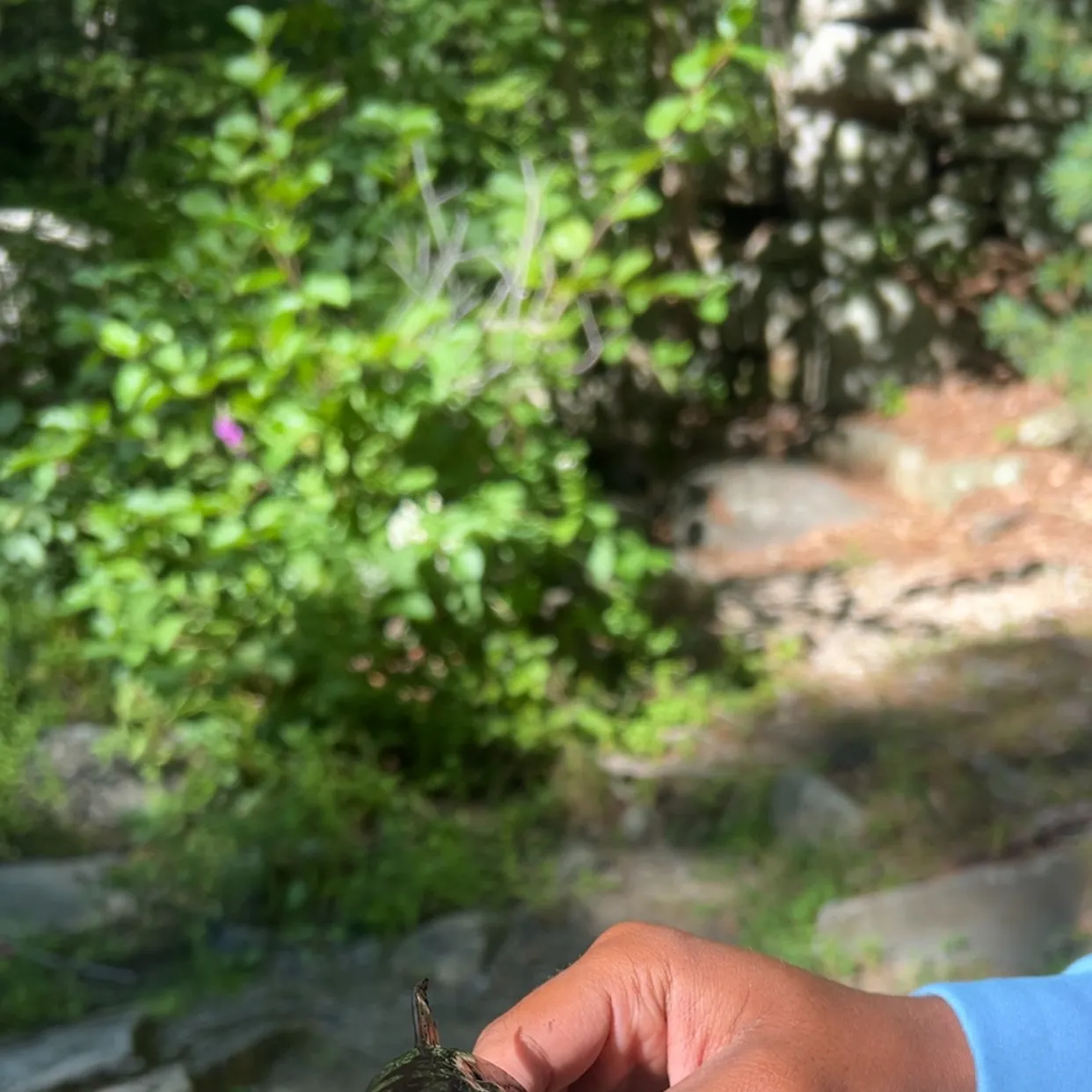 Black bullhead caught on Fishbrain