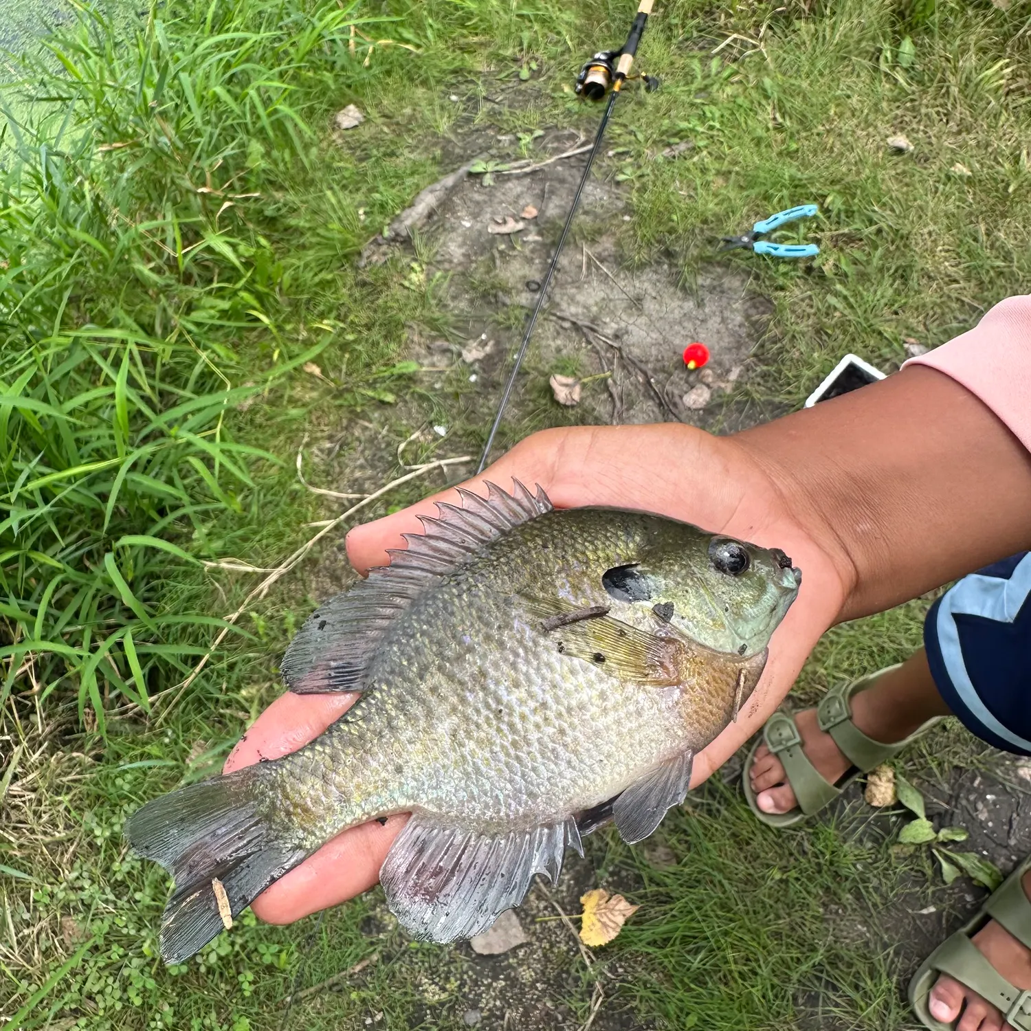 Bluegill caught on Fishbrain