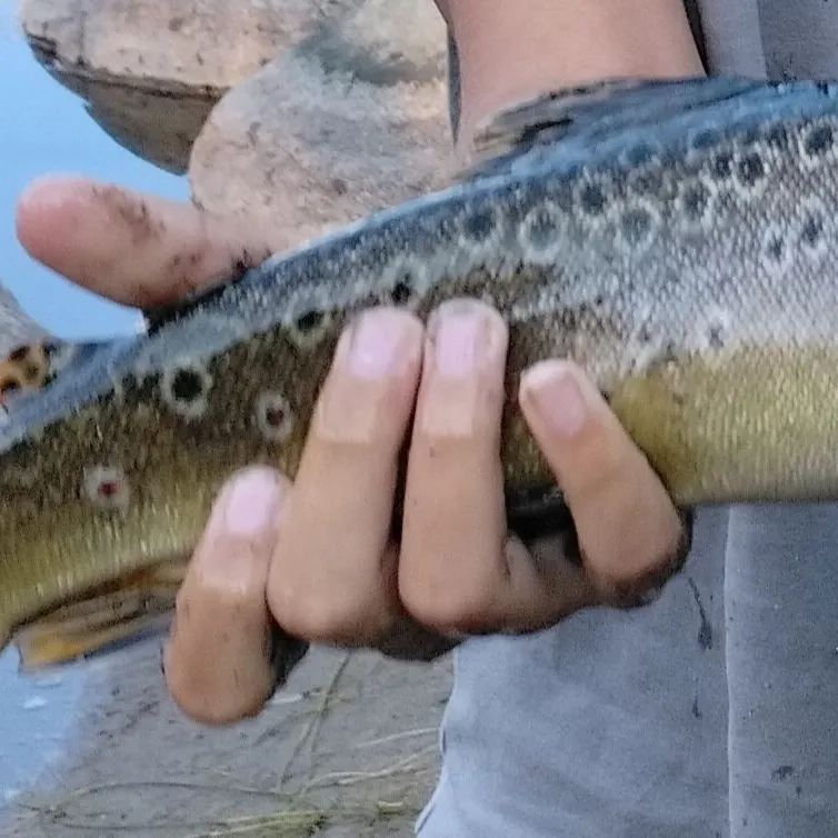 The most recent Atlantic salmon catches on Fishbrain