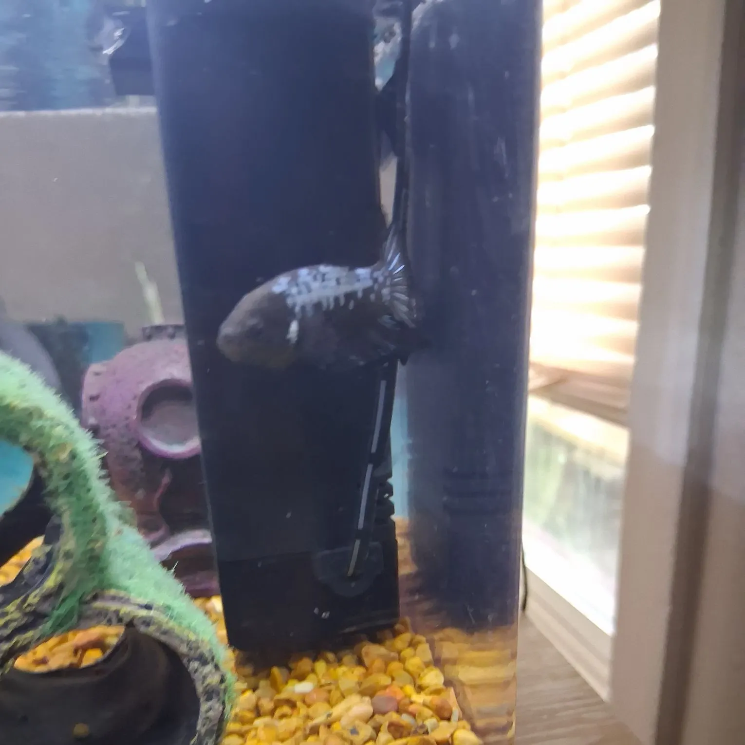 Indonesian snakehead caught on Fishbrain