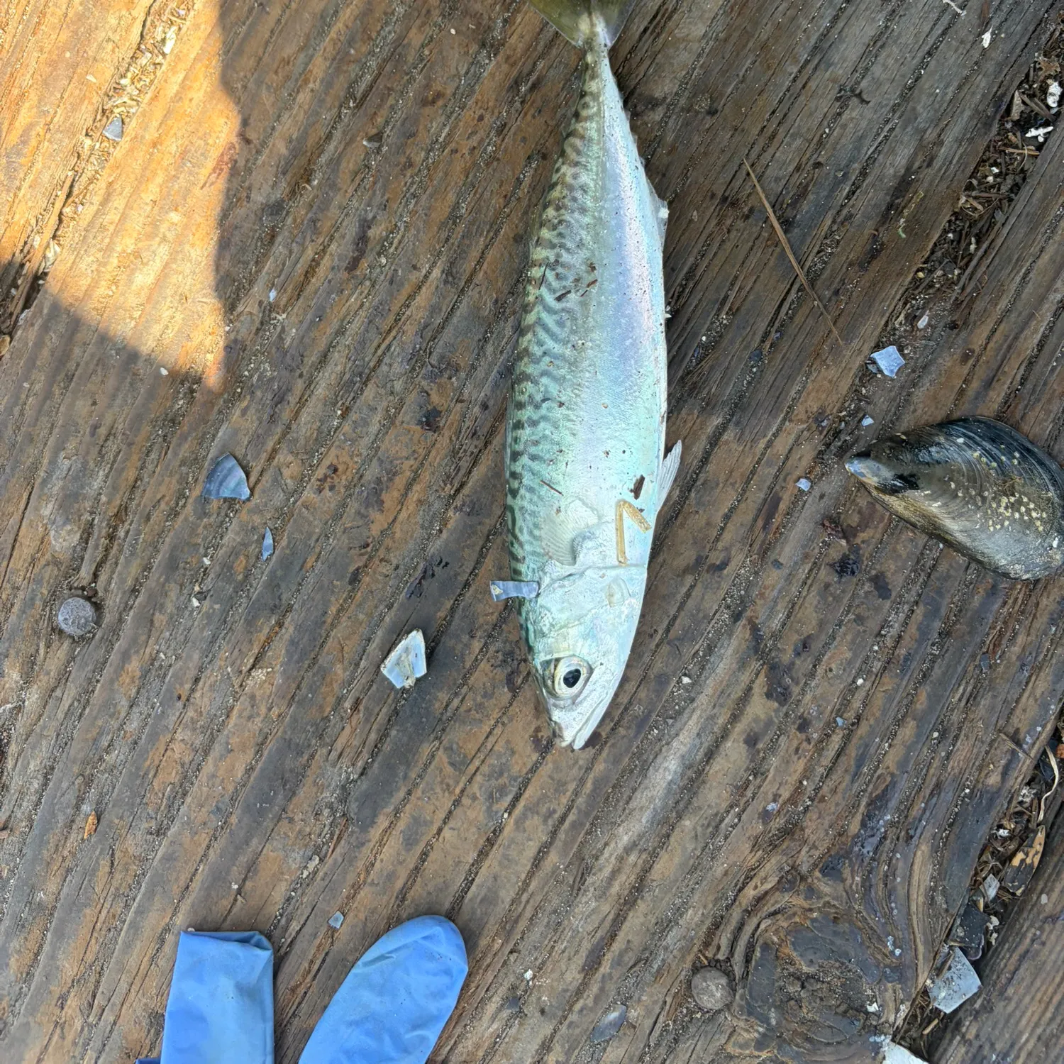 The most recent Pacific chub mackerel catches on Fishbrain