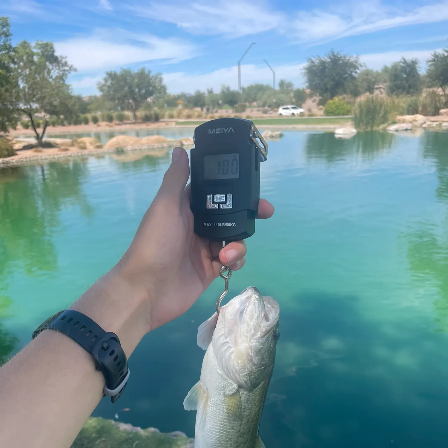 Largemouth bass caught on Fishbrain
