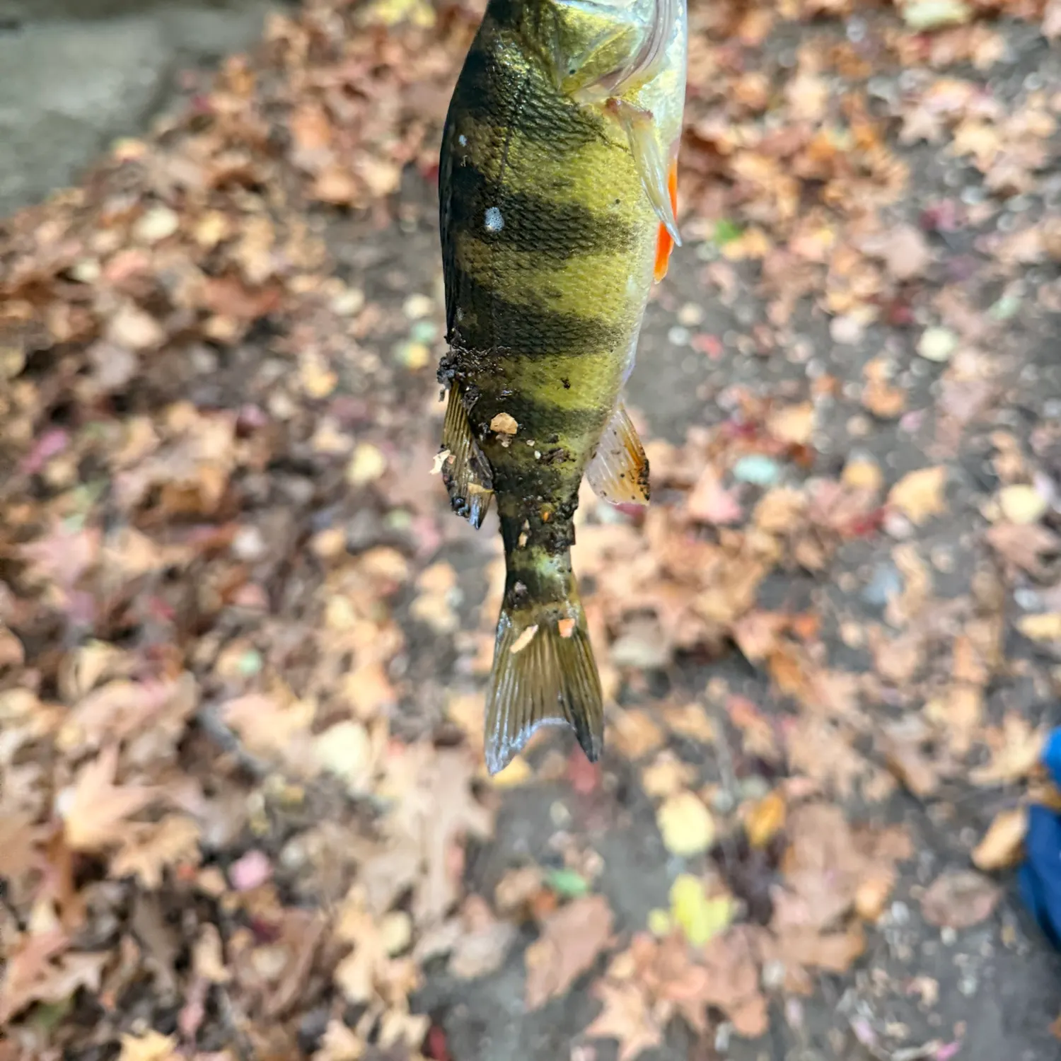 Yellow perch caught on Fishbrain