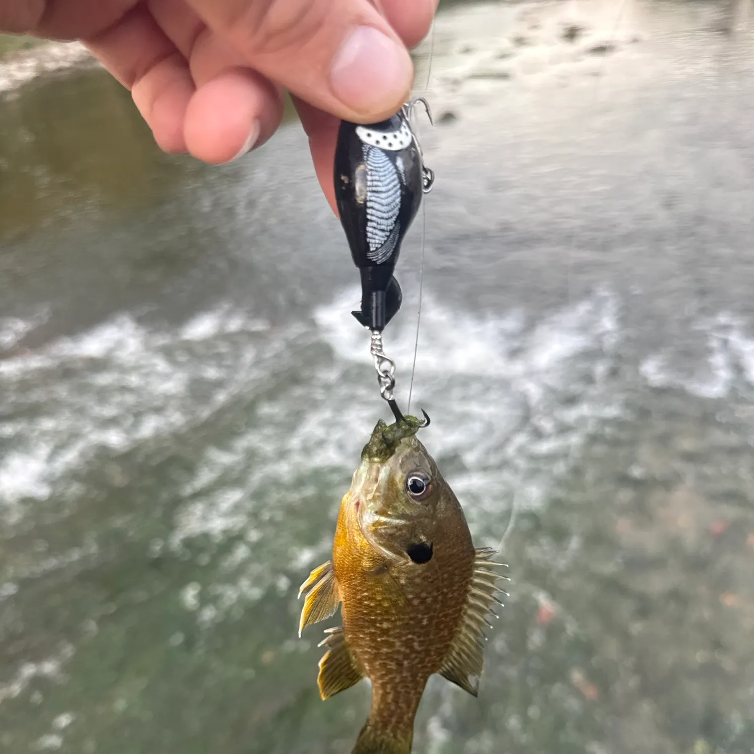 Greengill hybrid caught on Fishbrain