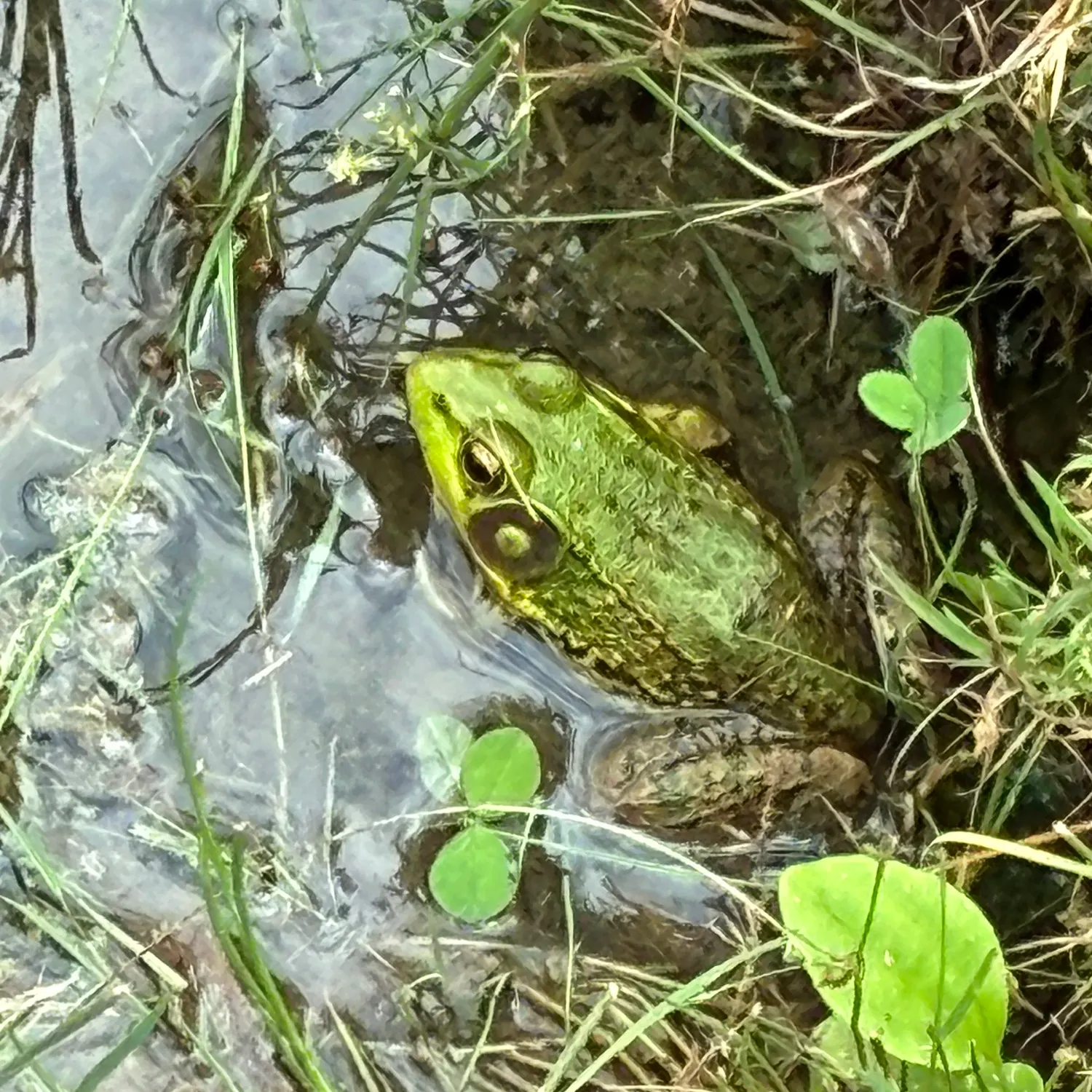 The most recent River frog catches on Fishbrain