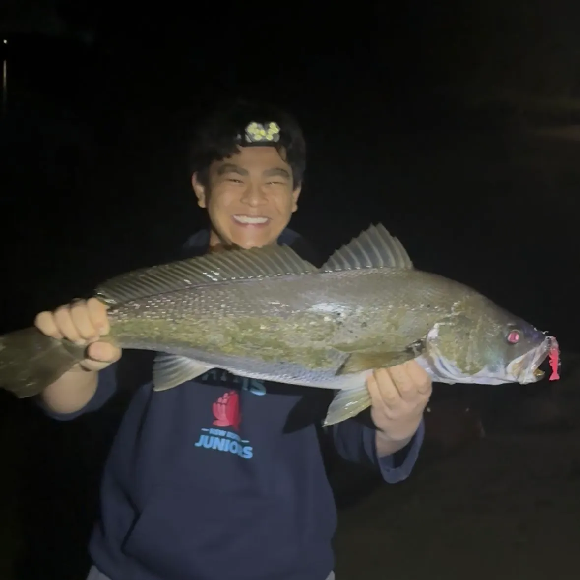 Japanese meagre caught on Fishbrain