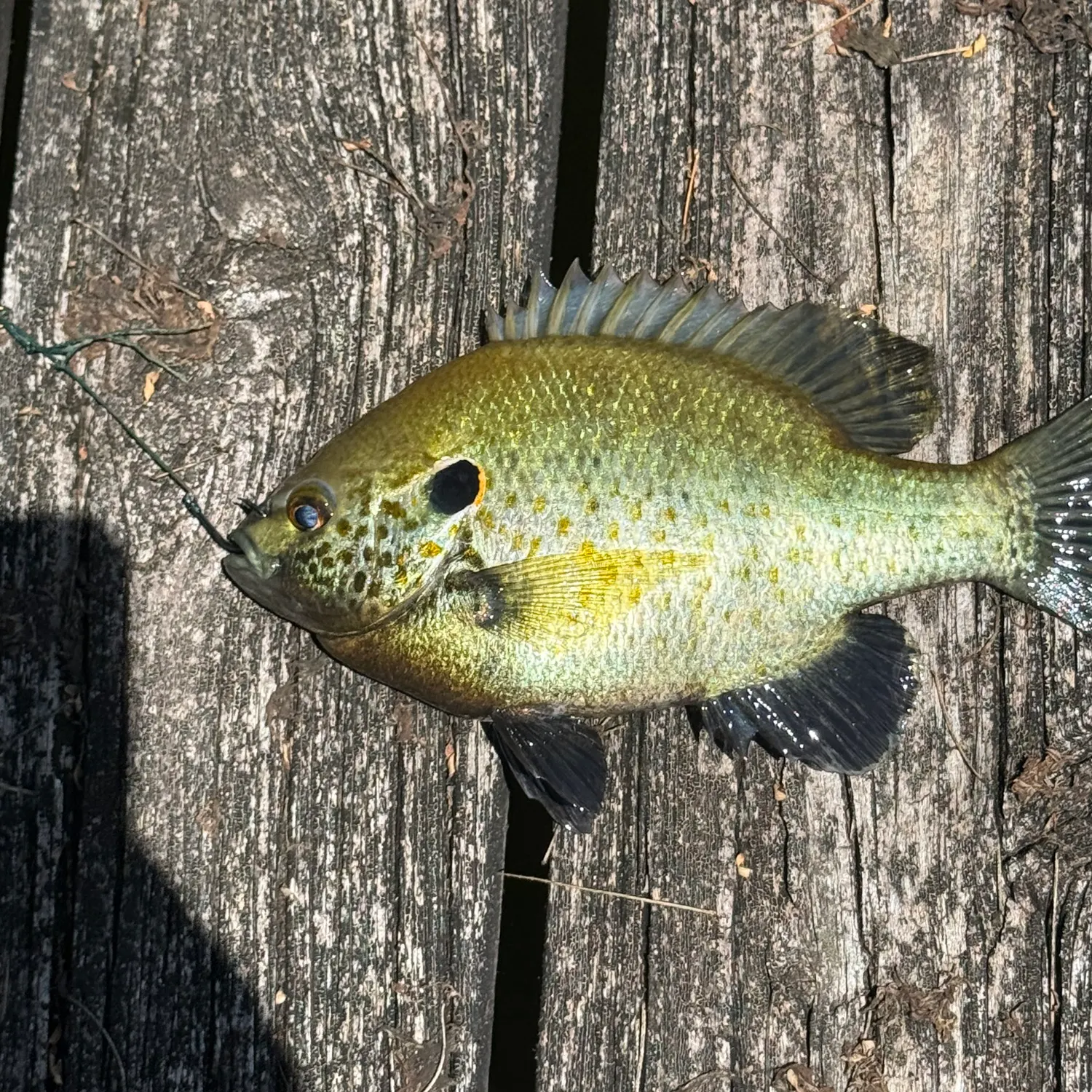 recently logged catches