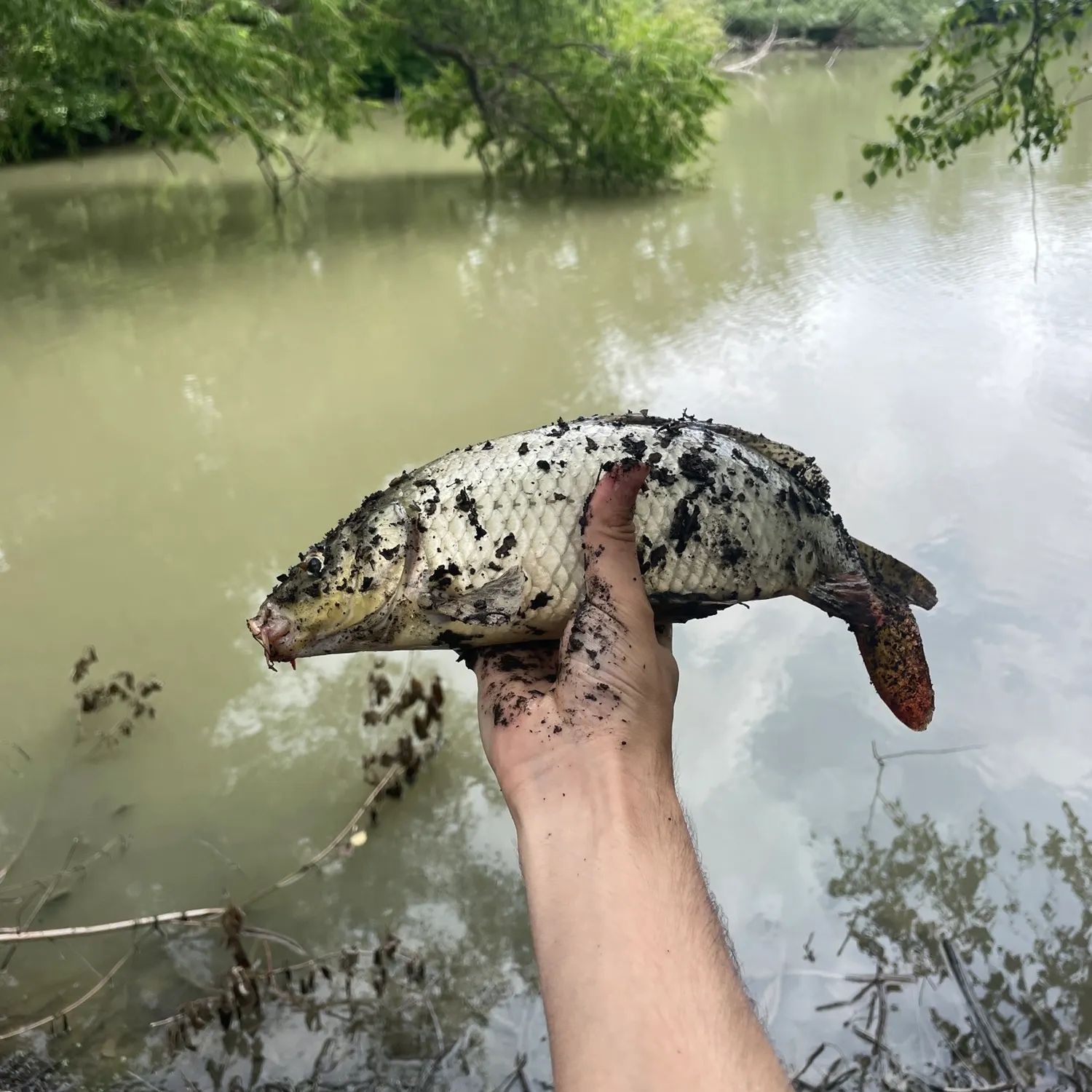 Common carp caught on Fishbrain