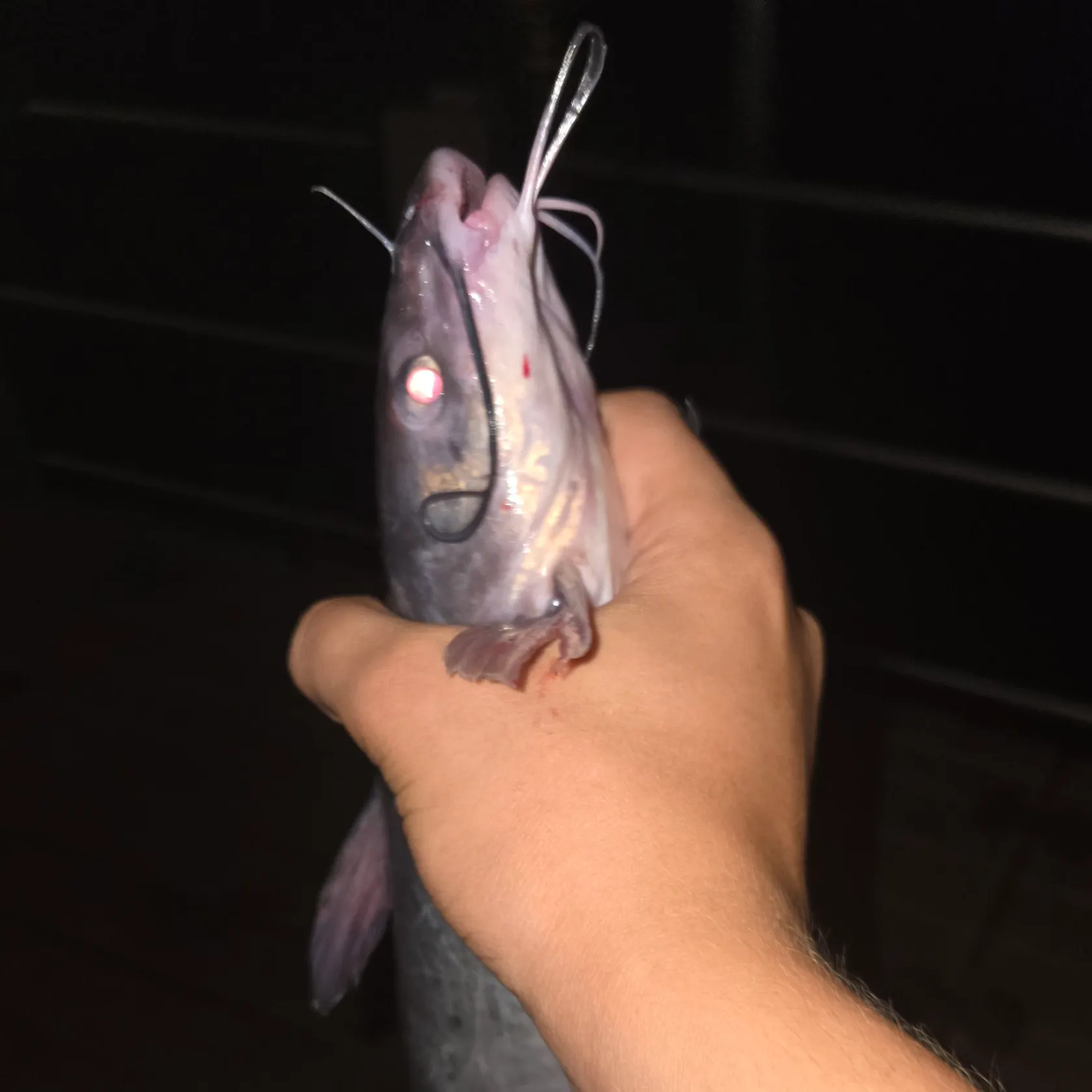 Blue catfish caught on Fishbrain