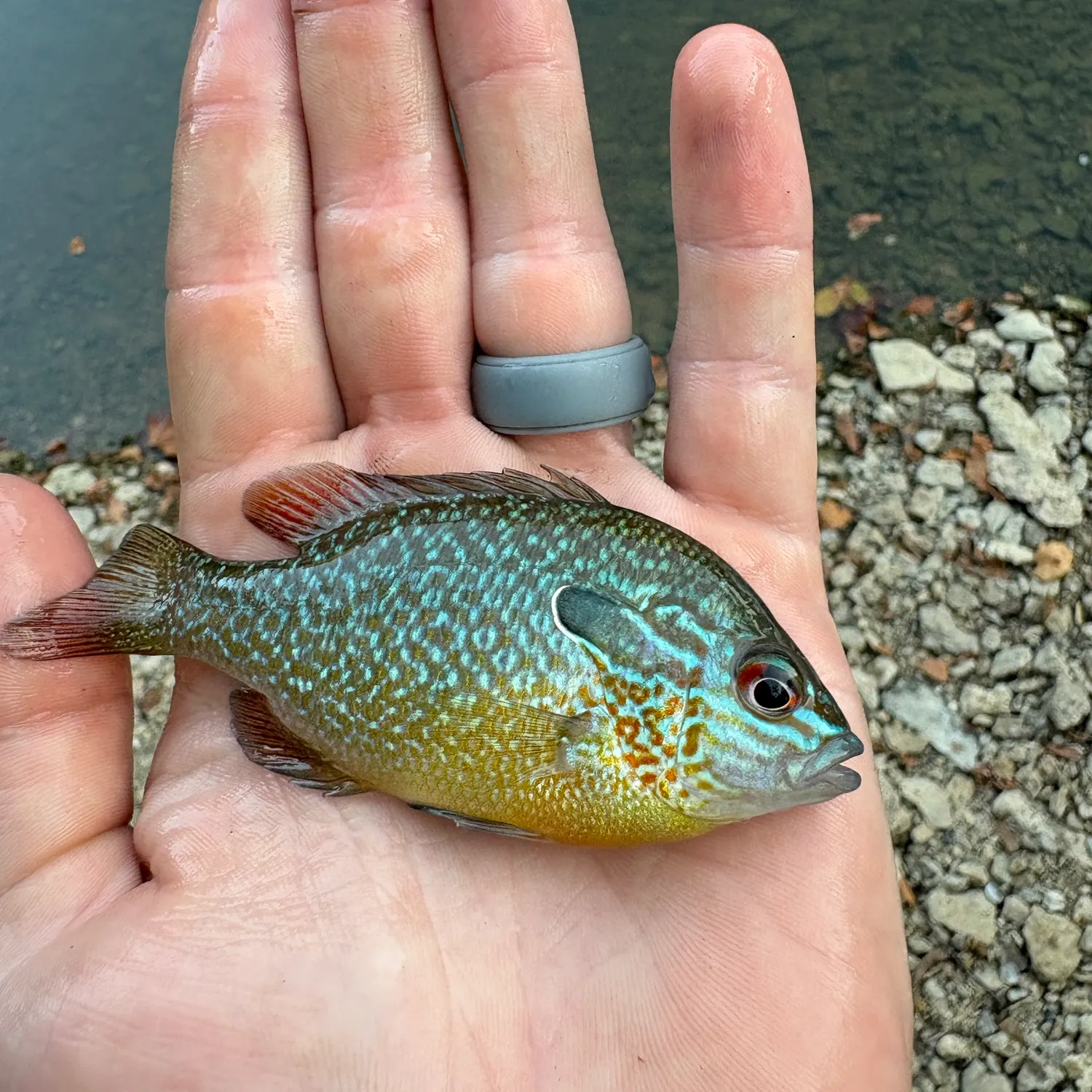 Longear sunfish caught on Fishbrain