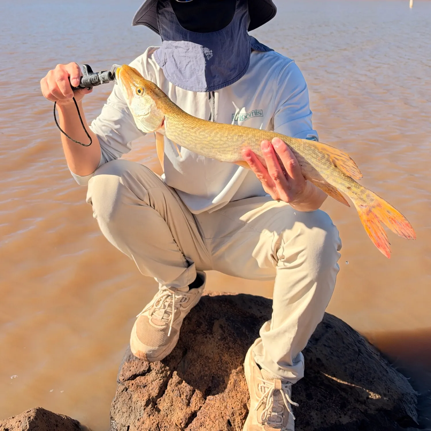 Northern pike caught on Fishbrain