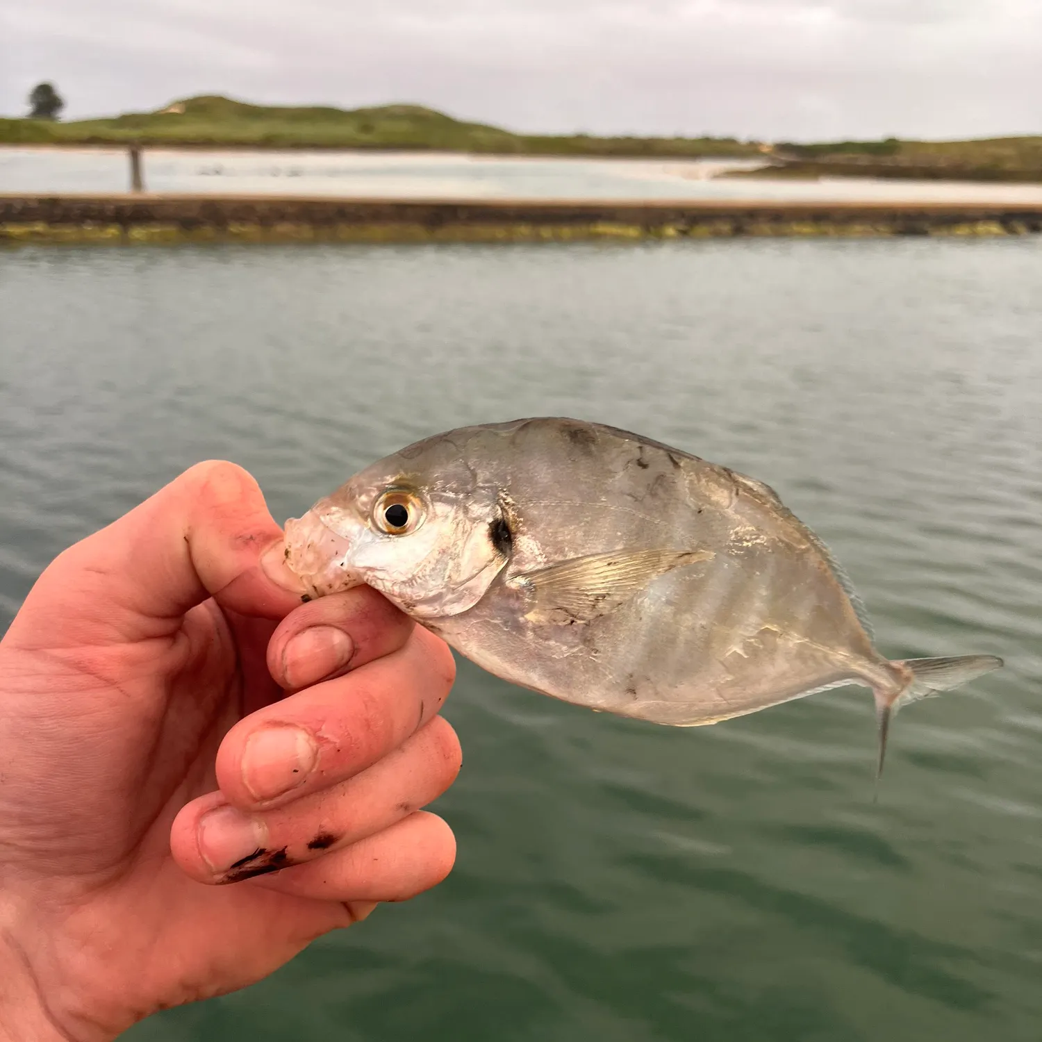 White trevally caught on Fishbrain