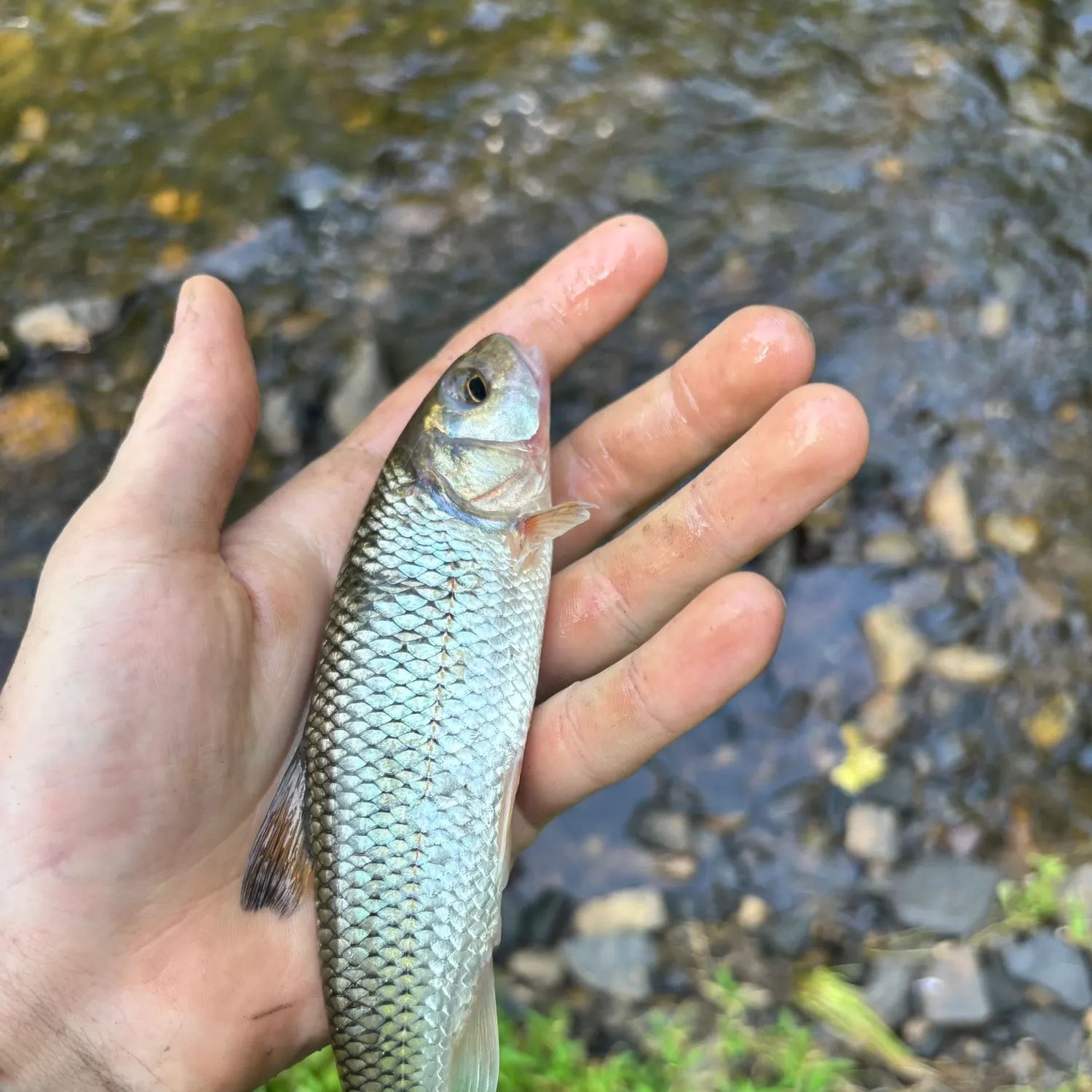 The most recent Fallfish catches on Fishbrain