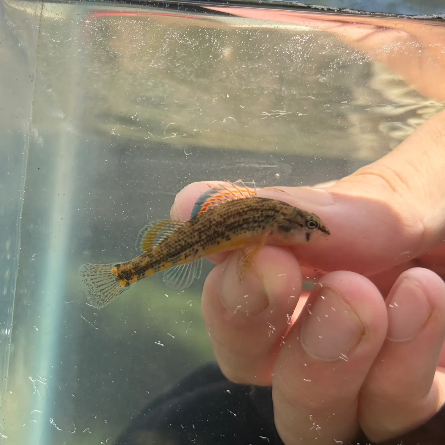 The most recent Orangethroat darter catches on Fishbrain