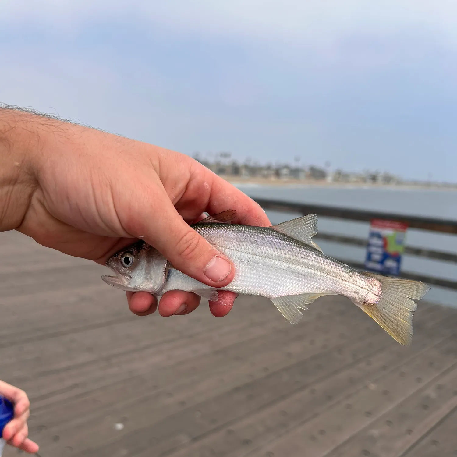 The most recent Pacific herring catches on Fishbrain