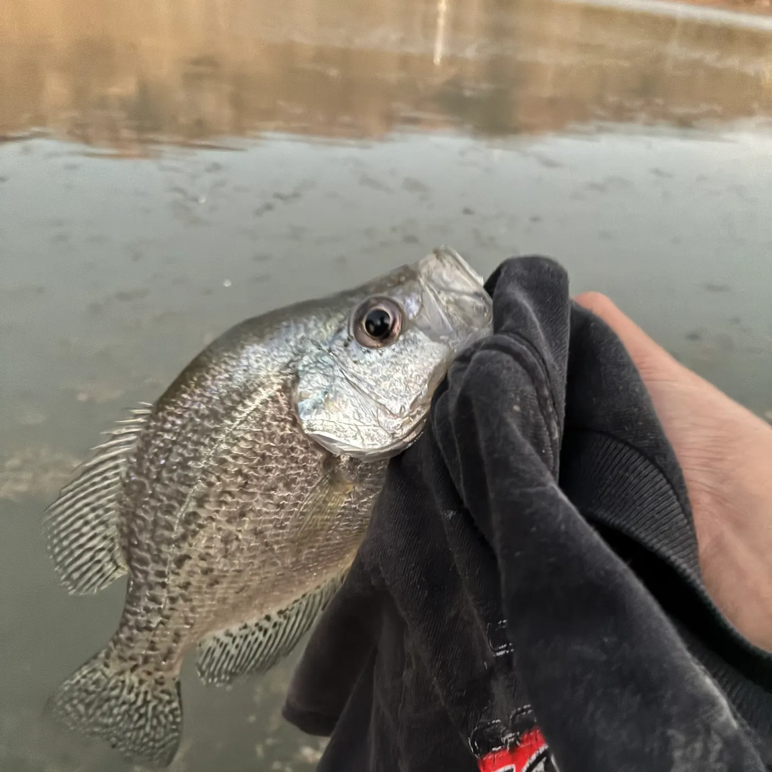 Black crappie caught on Fishbrain