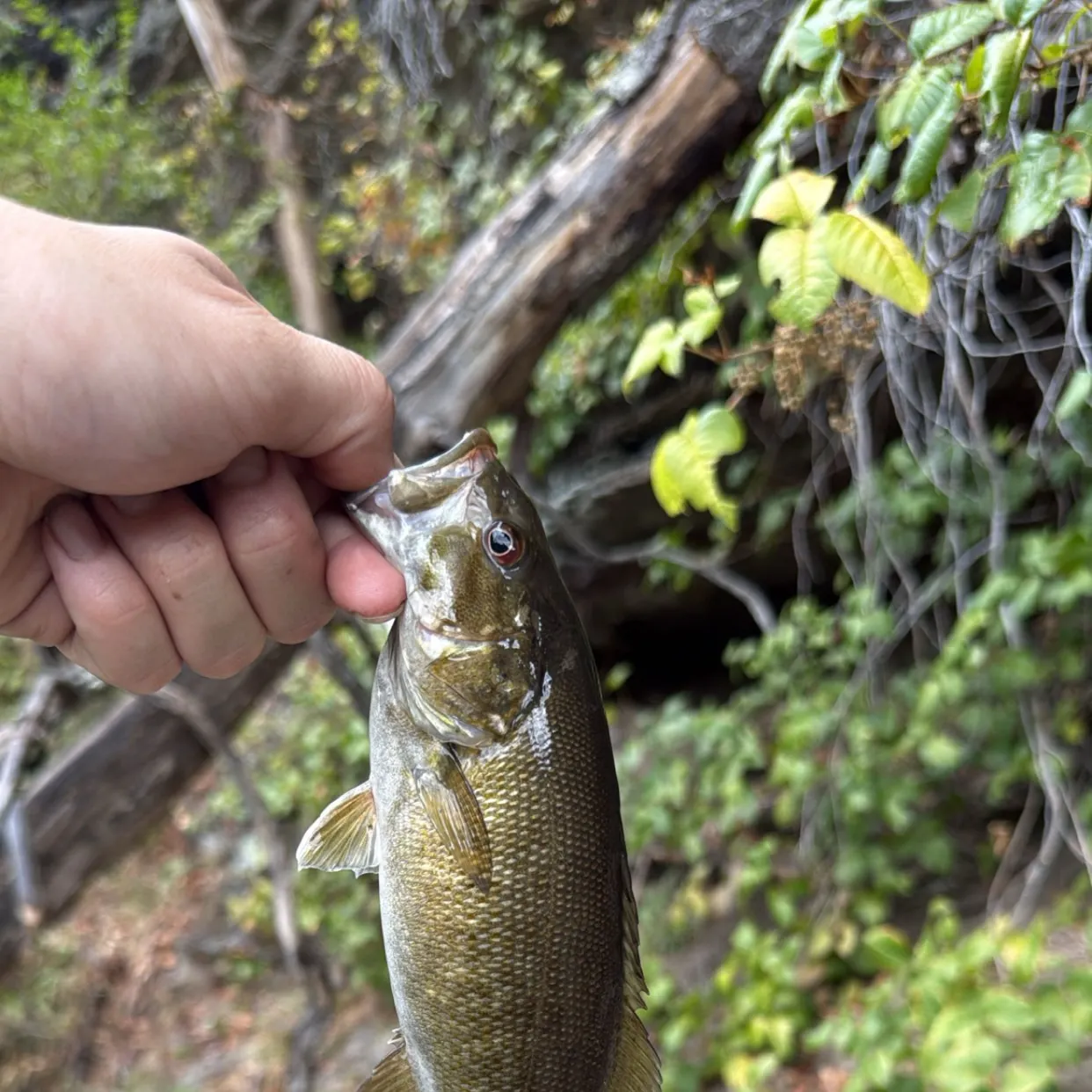 Smallmouth bass caught on Fishbrain
