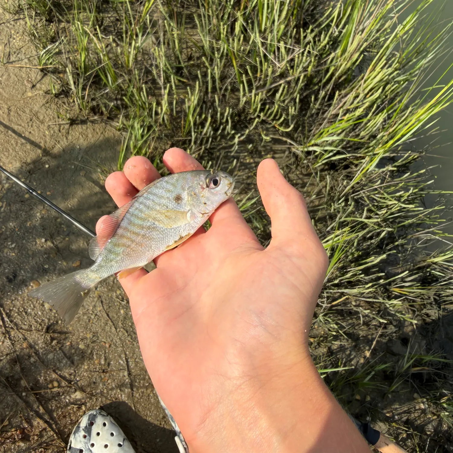 Atlantic croaker caught on Fishbrain