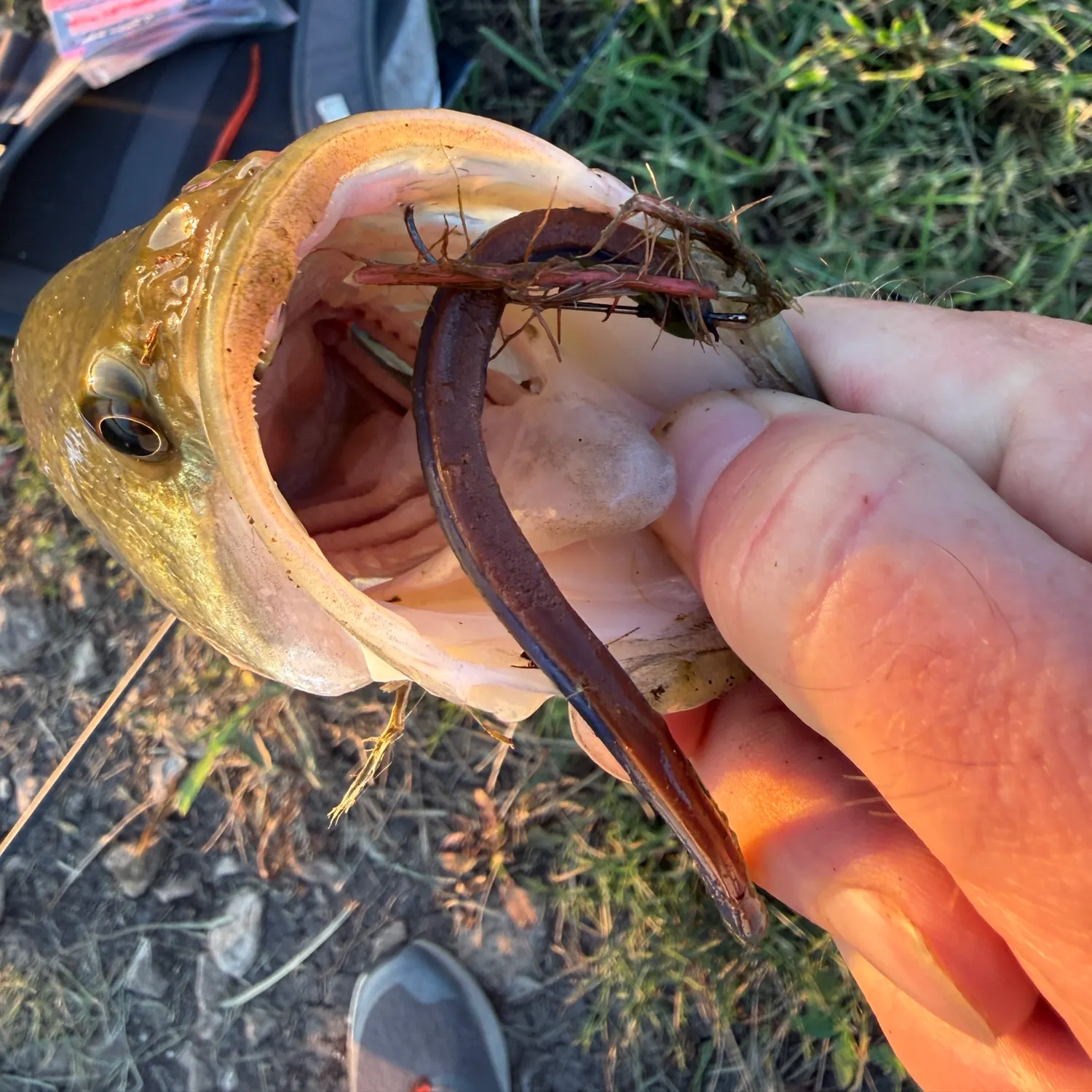catch