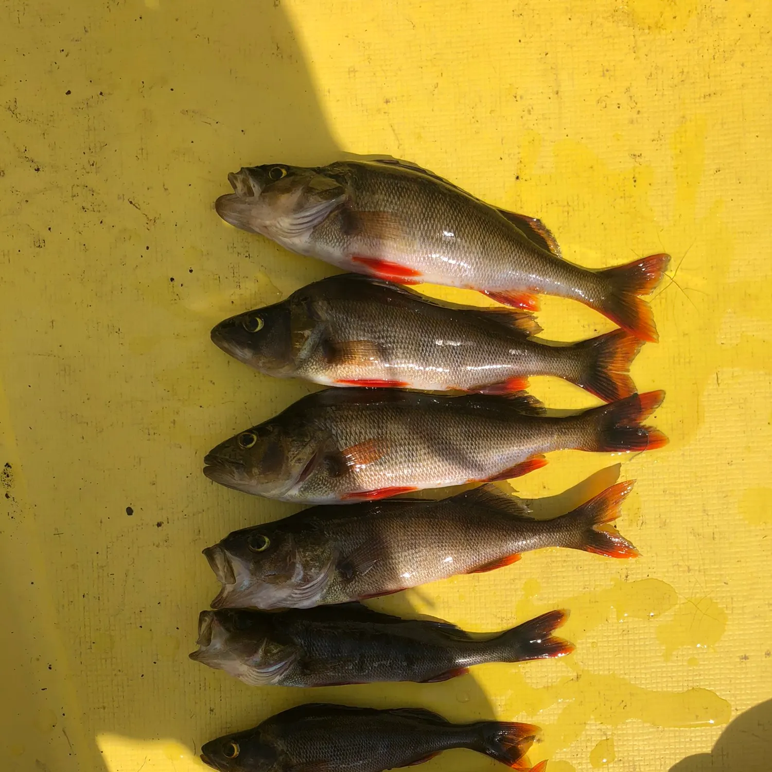 recently logged catches