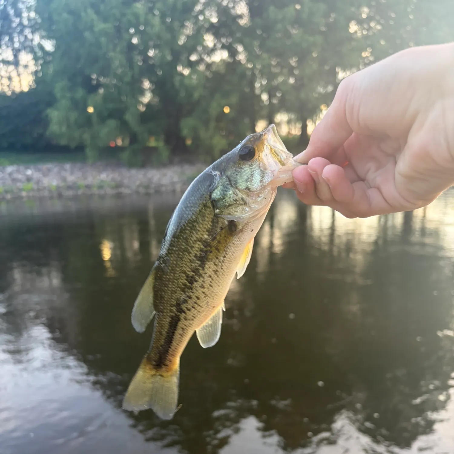 Largemouth bass caught on Fishbrain