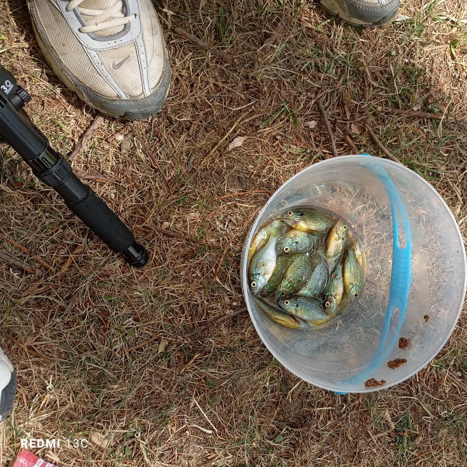 Pumpkinseed caught on Fishbrain