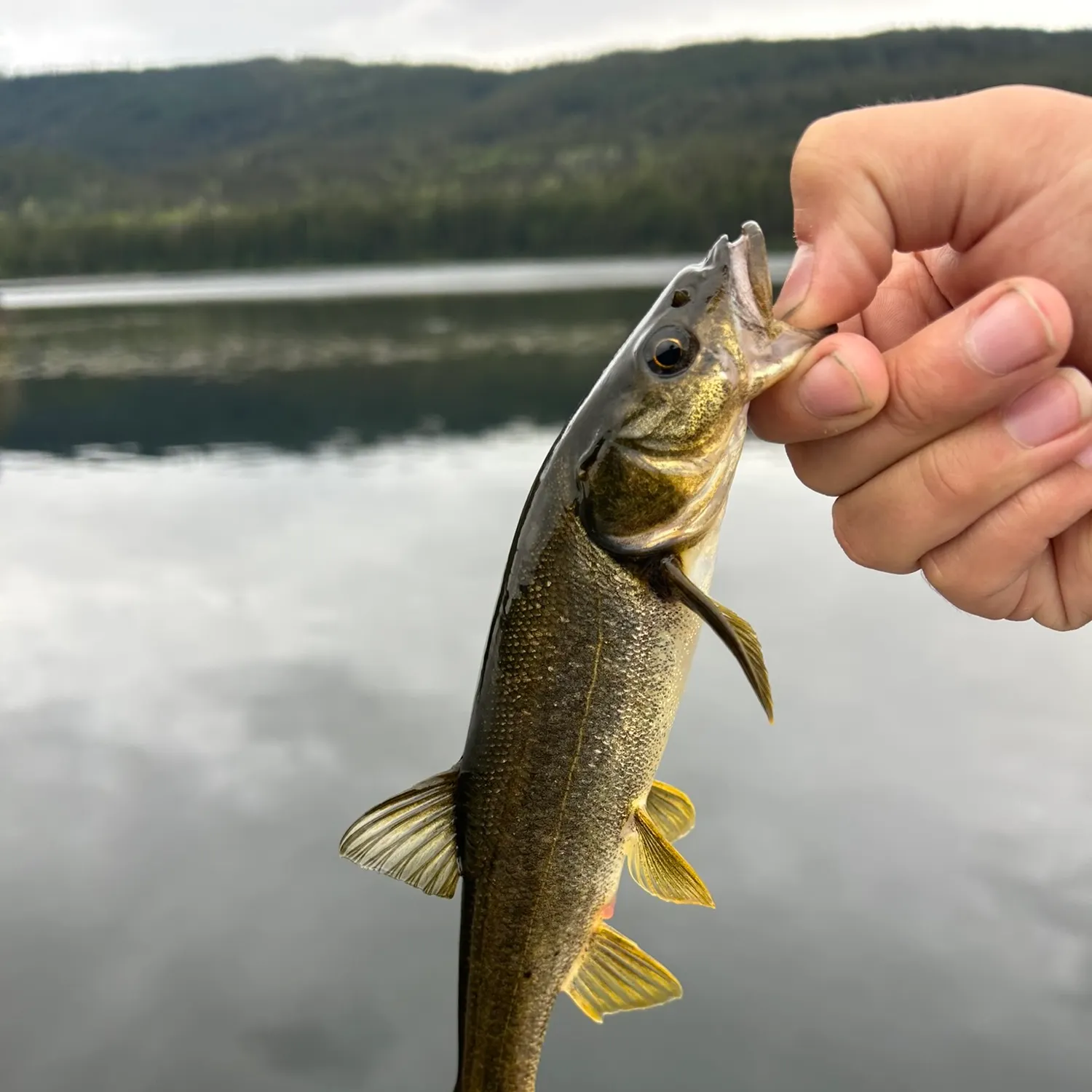 Northern pikeminnow caught on Fishbrain
