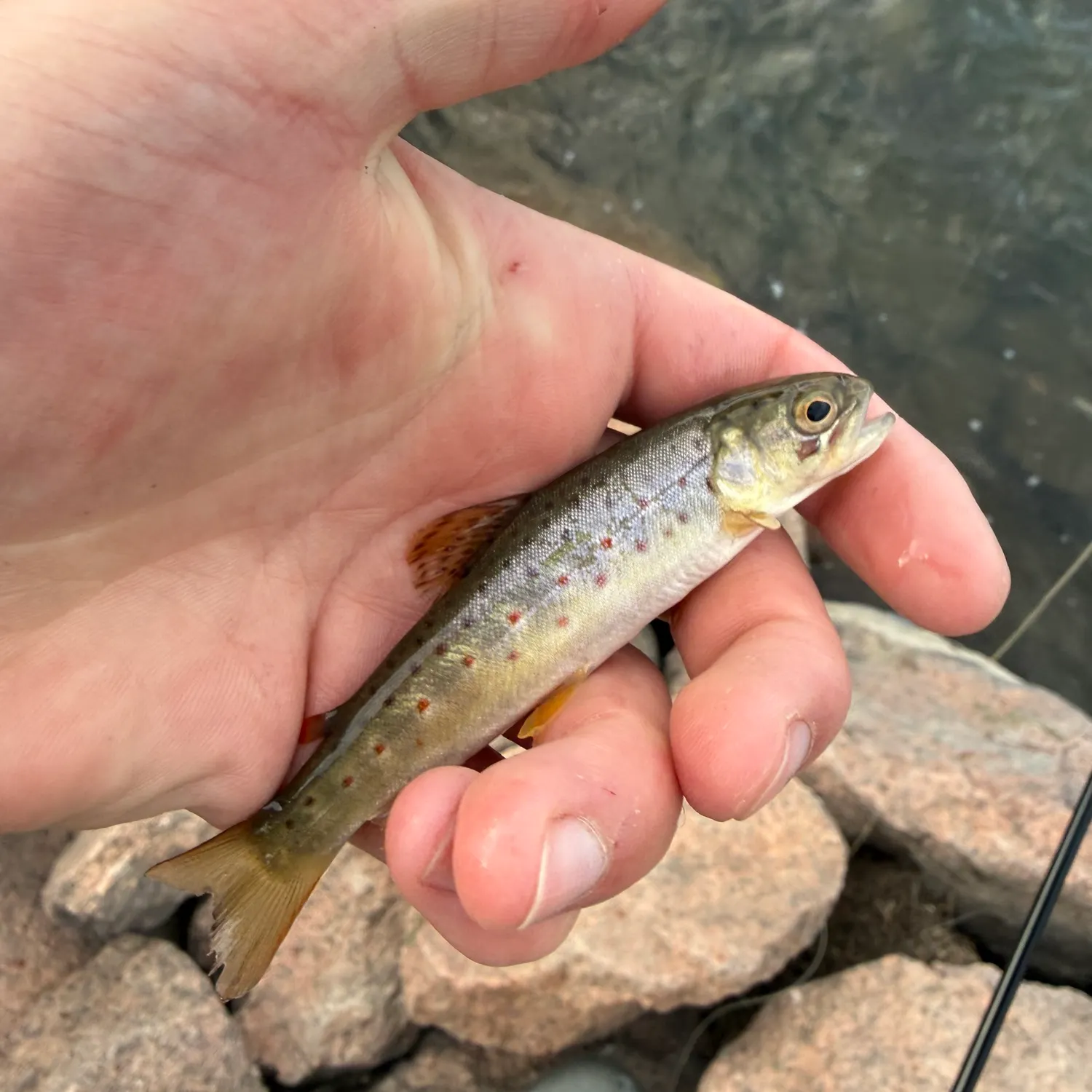 Brown trout caught on Fishbrain