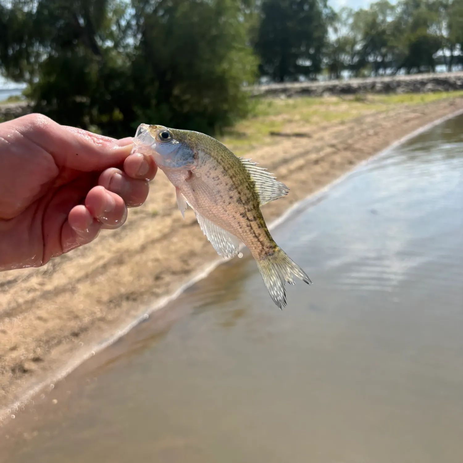White crappie caught on Fishbrain