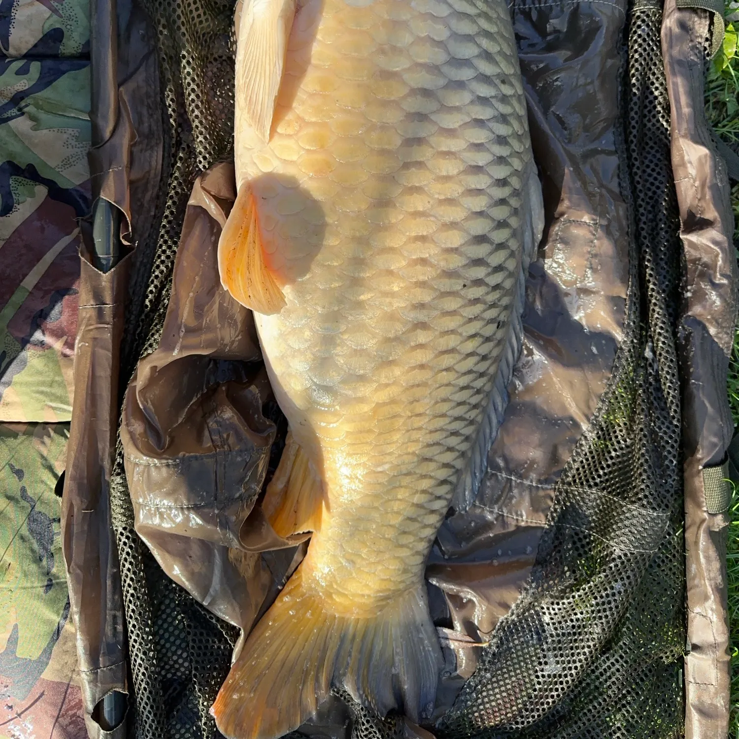 The most recent Common carp catches on Fishbrain