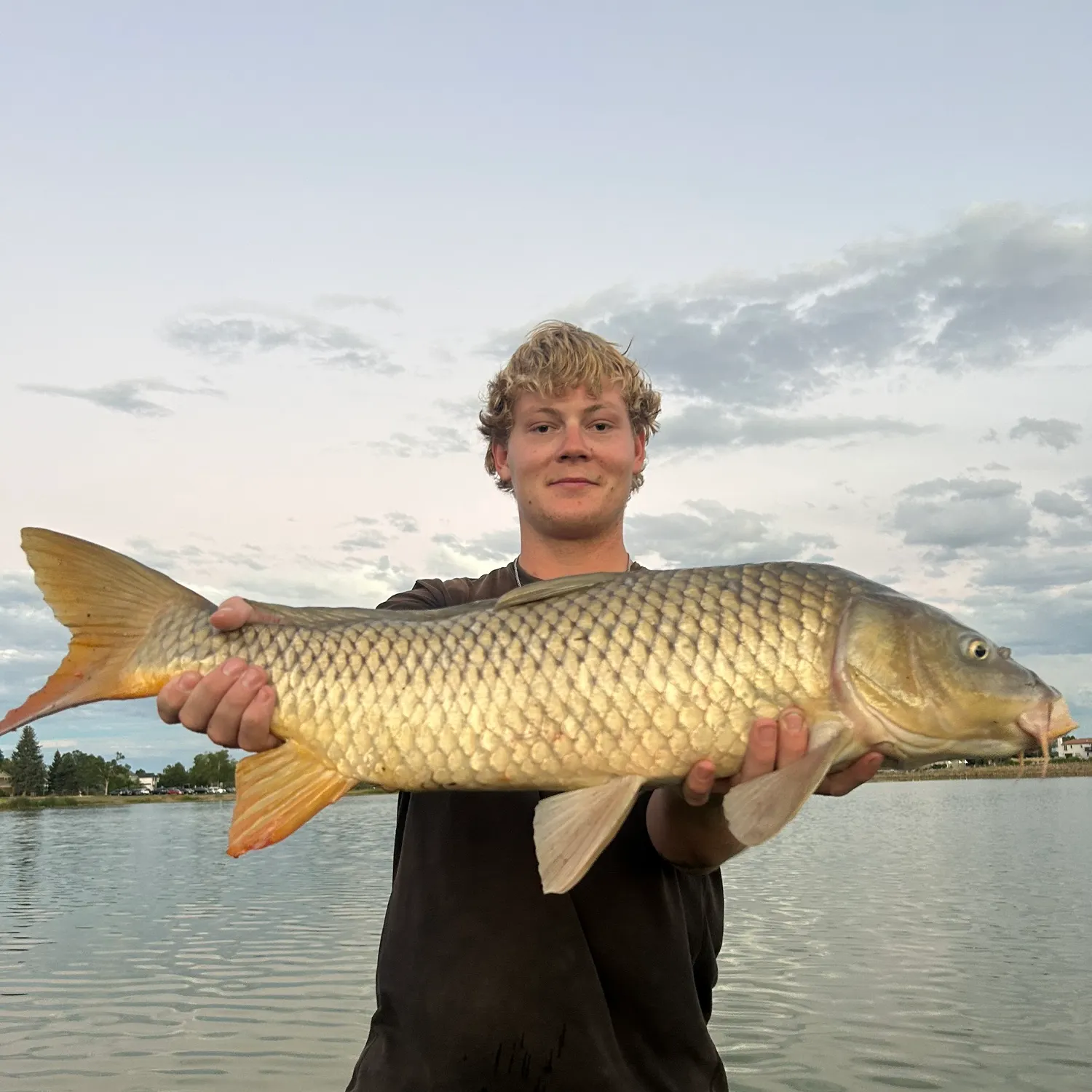 Common carp caught on Fishbrain