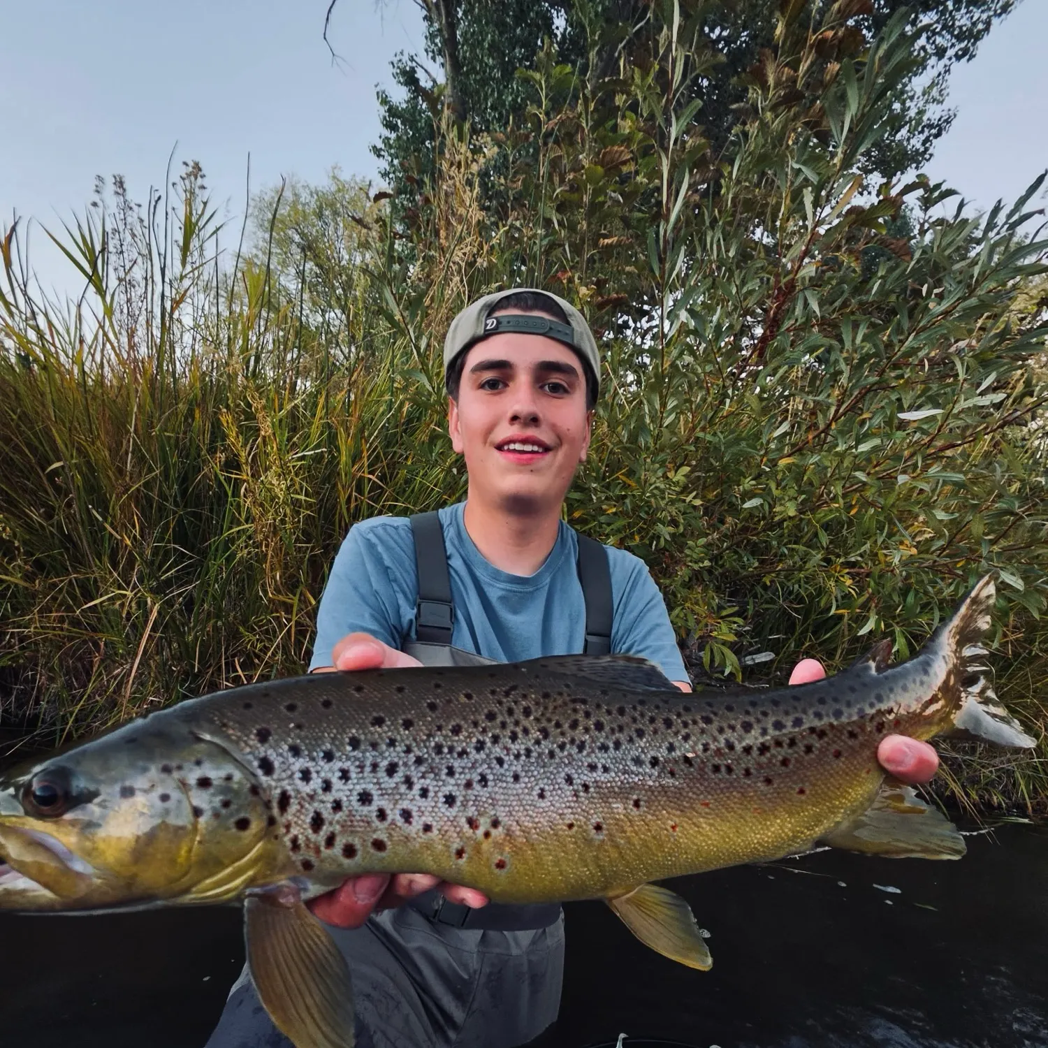 Brown trout caught on Fishbrain