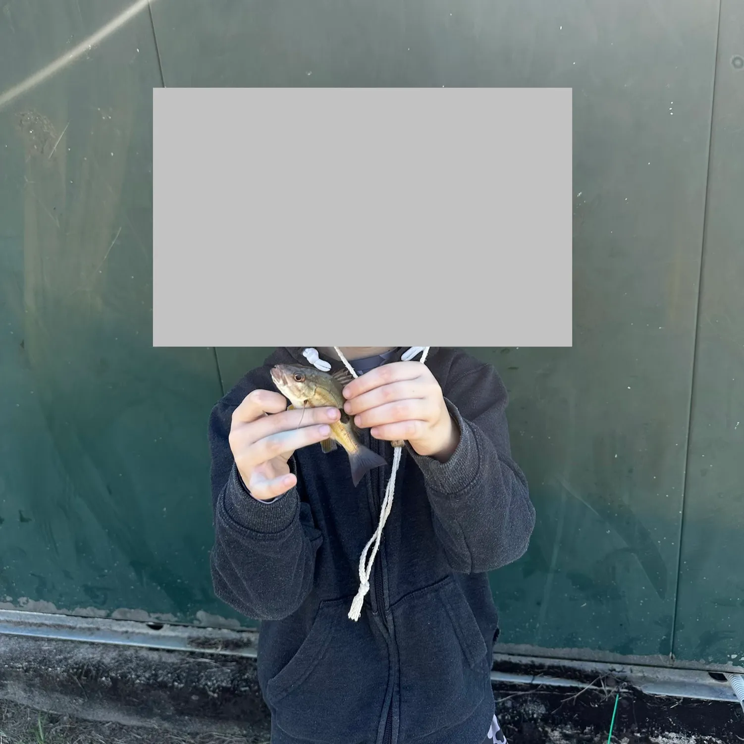 The most recent Moses perch catches on Fishbrain