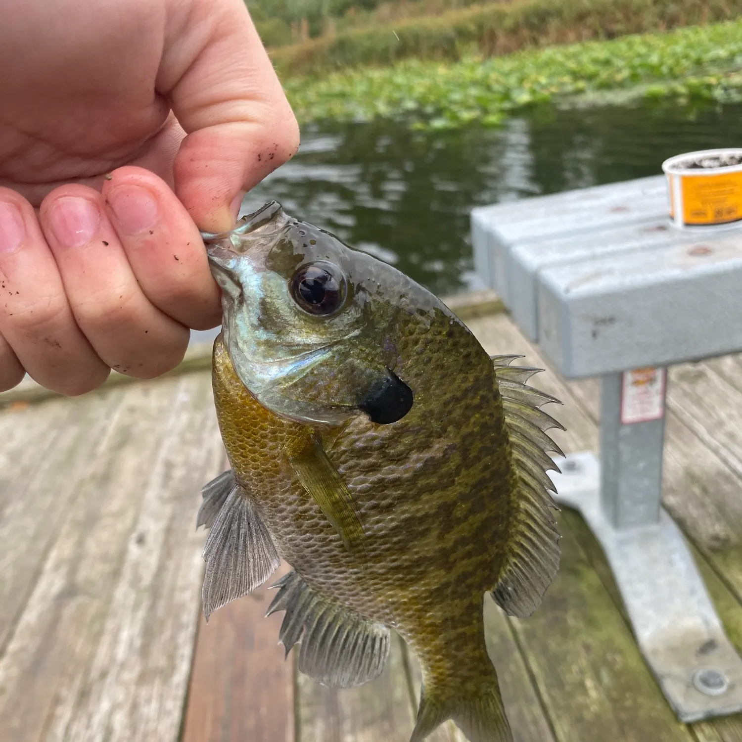 Bluegill caught on Fishbrain