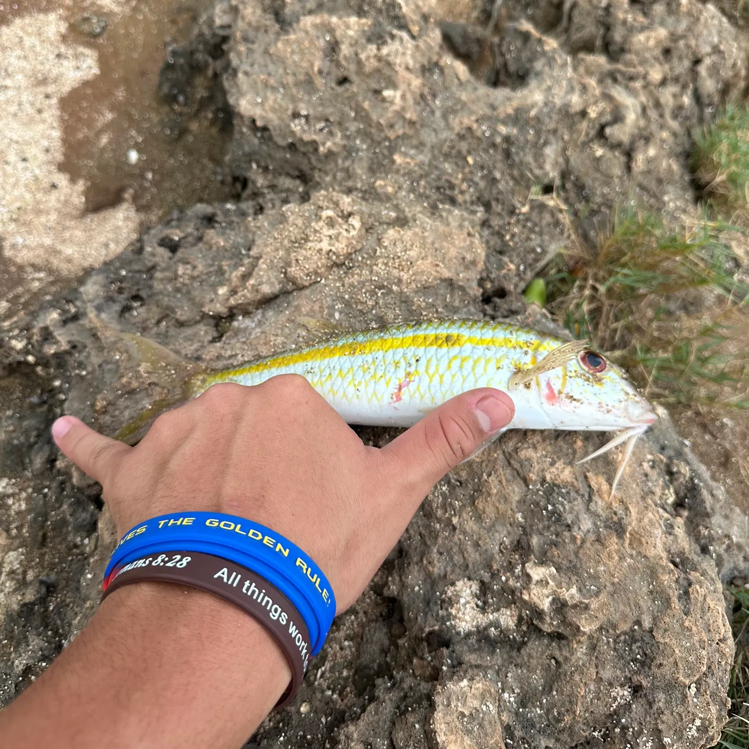 The most recent Yellowstripe goatfish catches on Fishbrain