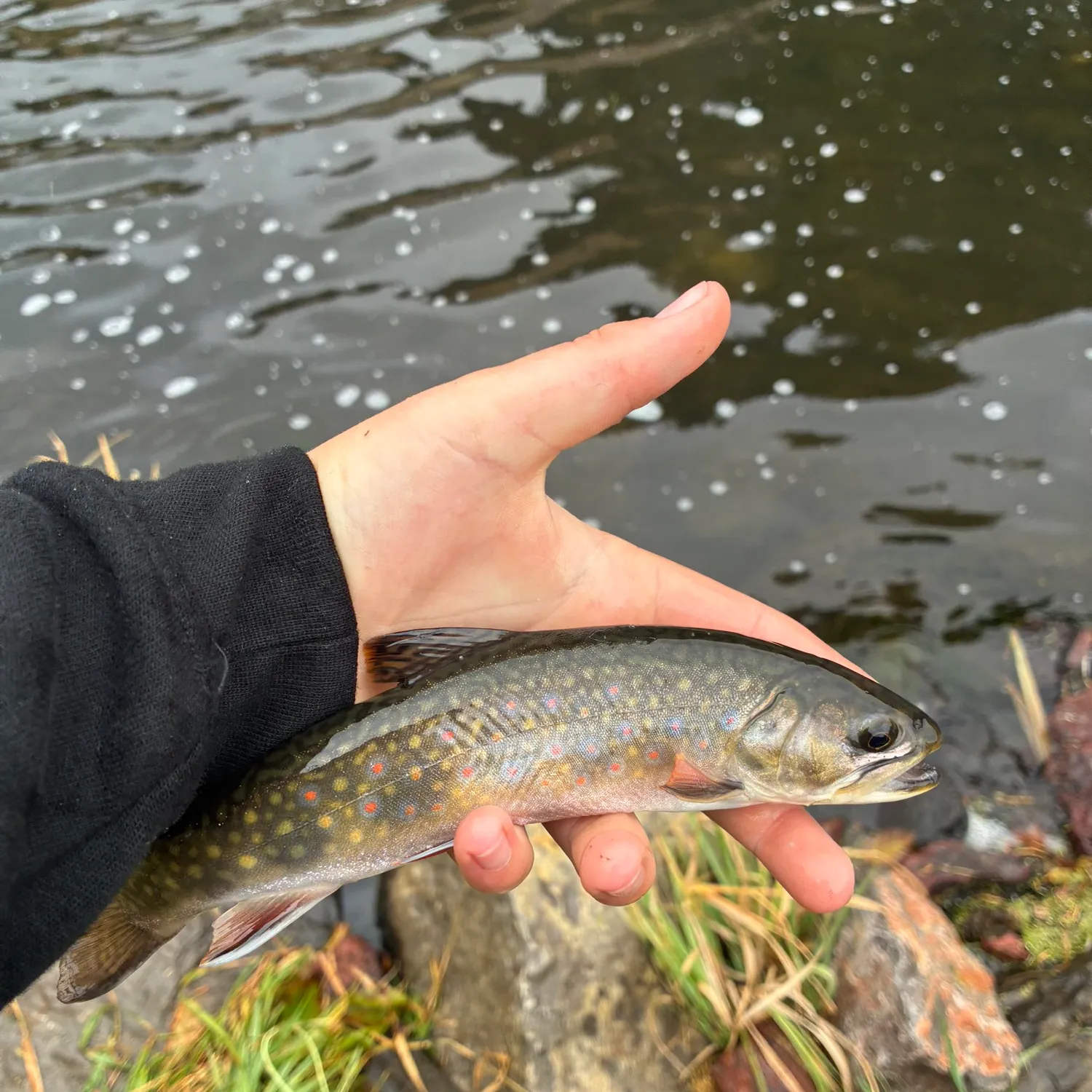 Brook trout caught on Fishbrain